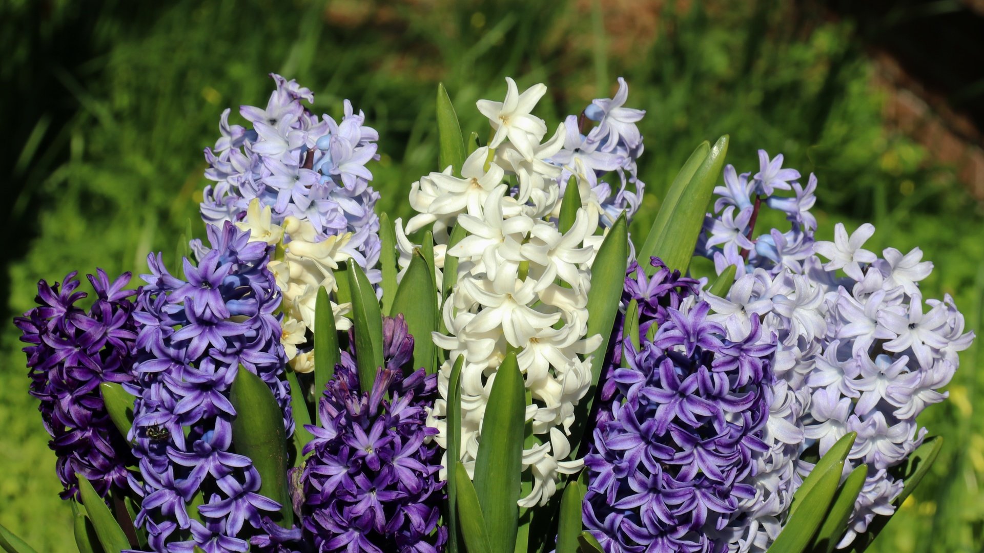 Обои цветы, макро, букет, гиацинты, flowers, macro, bouquet, hyacinths разрешение 4839x3226 Загрузить