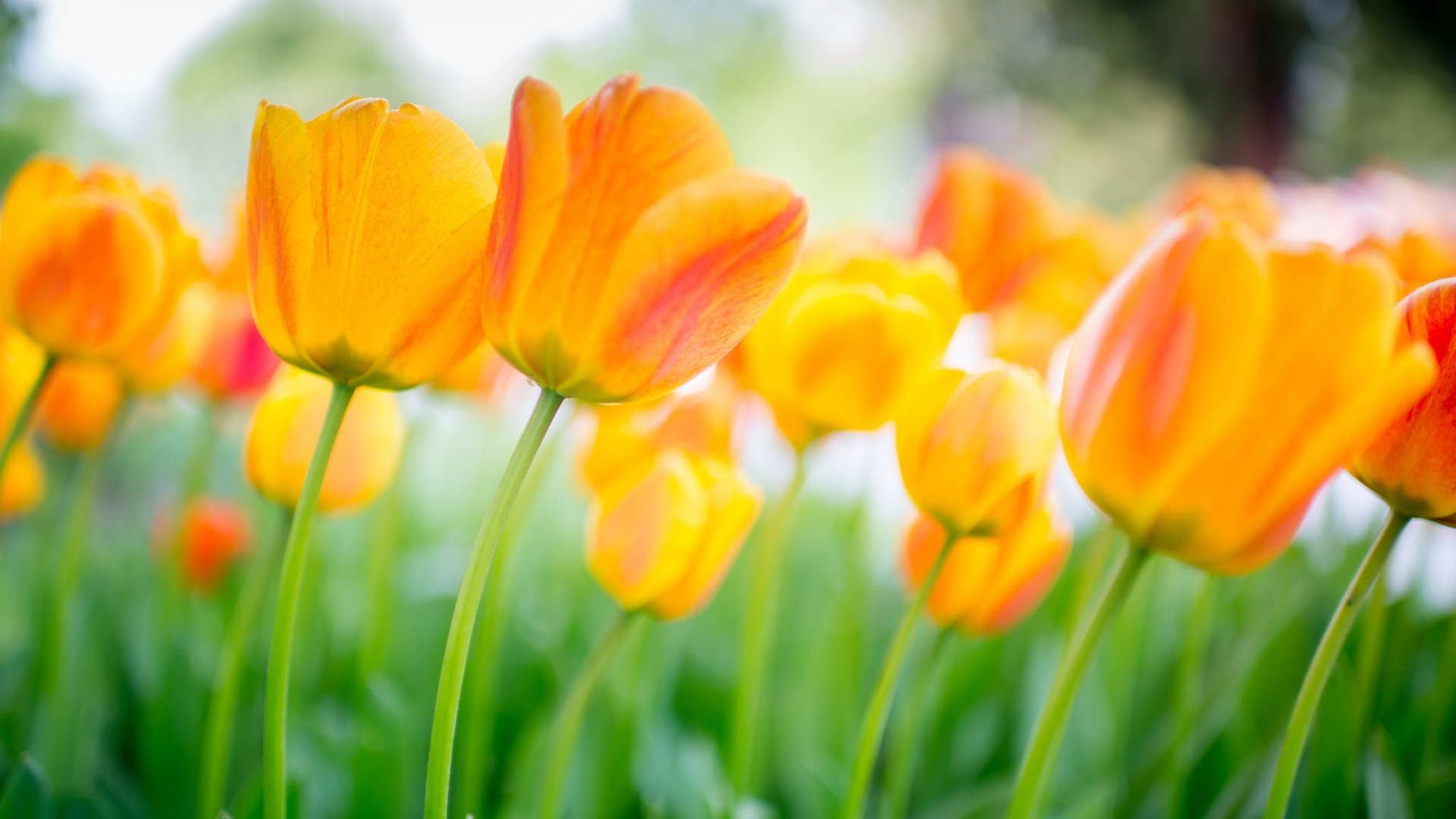 Обои цветы, бутоны, весна, тюльпаны, оранжевые, flowers, buds, spring, tulips, orange разрешение 2048x1367 Загрузить