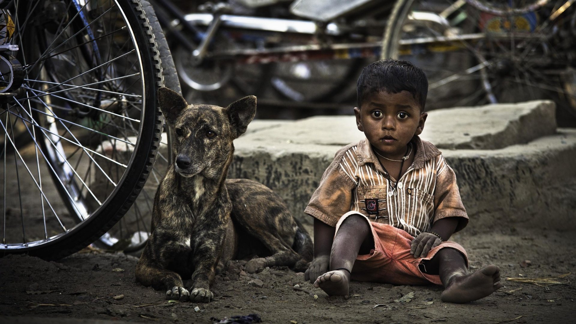 Обои собака, дети, ребенок, мальчик, велосипед, dog, children, child, boy, bike разрешение 2500x1561 Загрузить