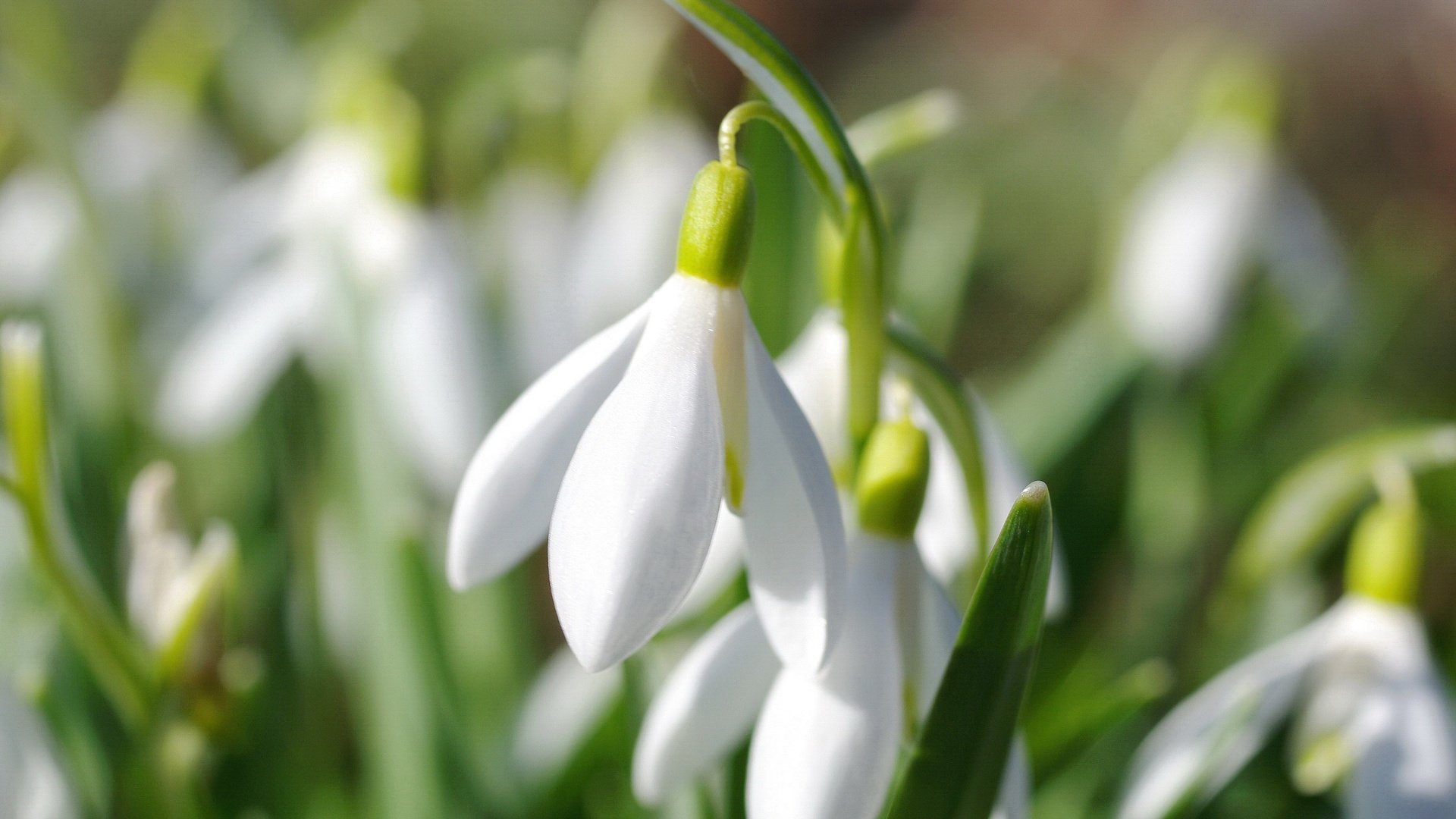 Обои цветы, макро, весна, подснежник, flowers, macro, spring, snowdrop разрешение 2232x1484 Загрузить