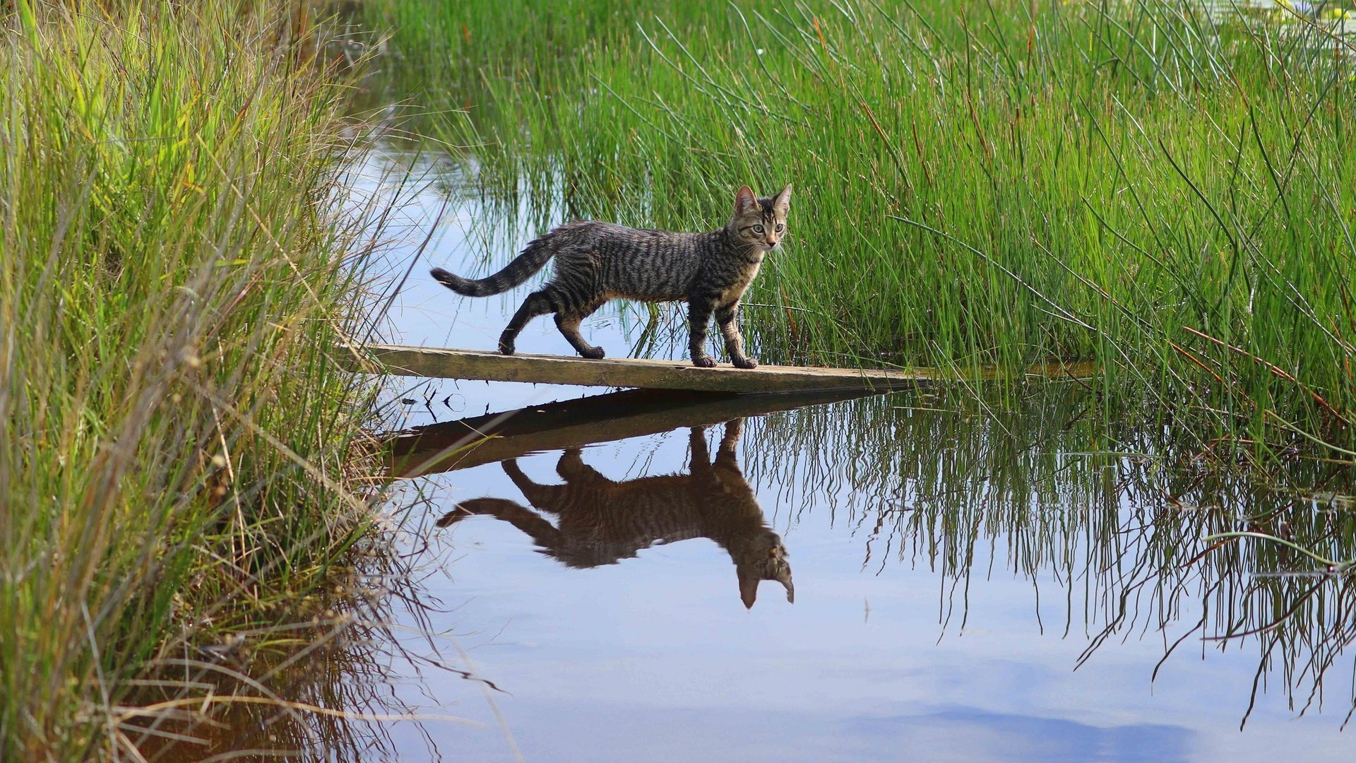 Обои трава, вода, отражение, доска, кошка, grass, water, reflection, board, cat разрешение 2048x1365 Загрузить