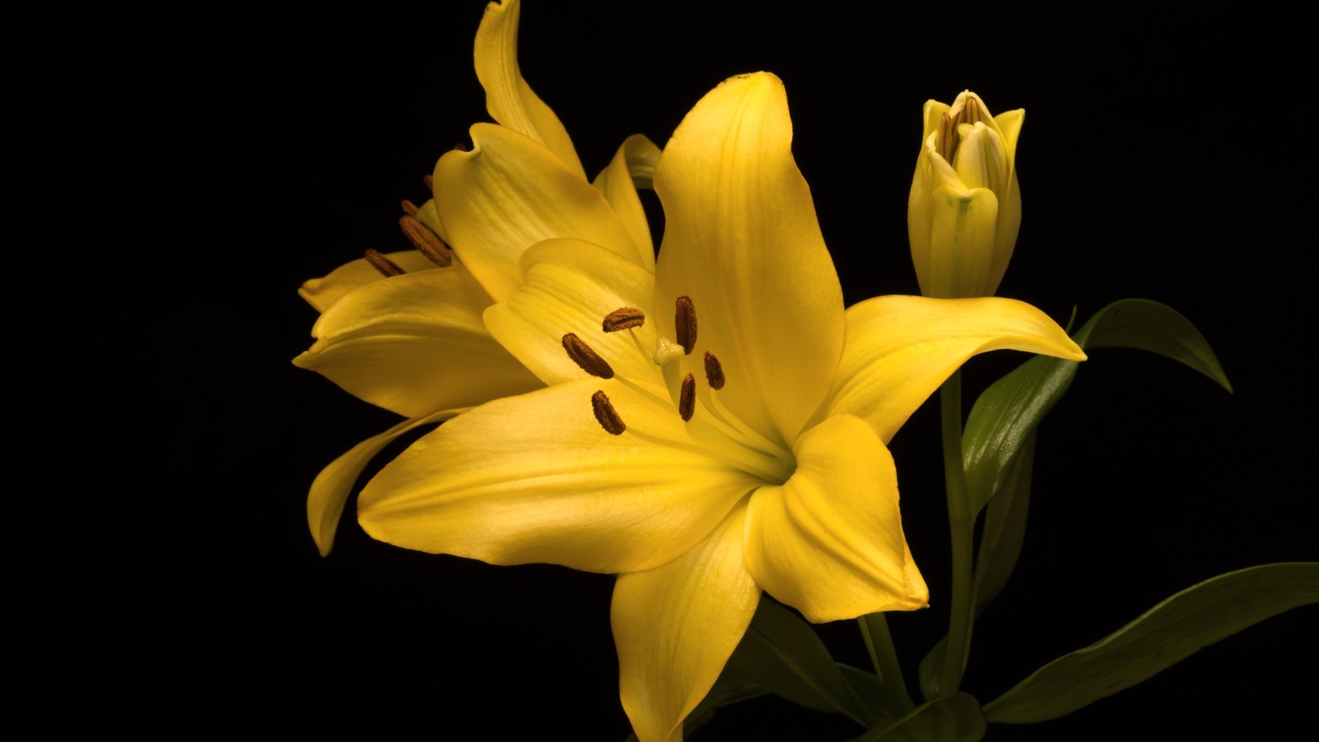 Обои желтый, макро, фон, цветок, лилия, yellow, macro, background, flower, lily разрешение 3600x2403 Загрузить