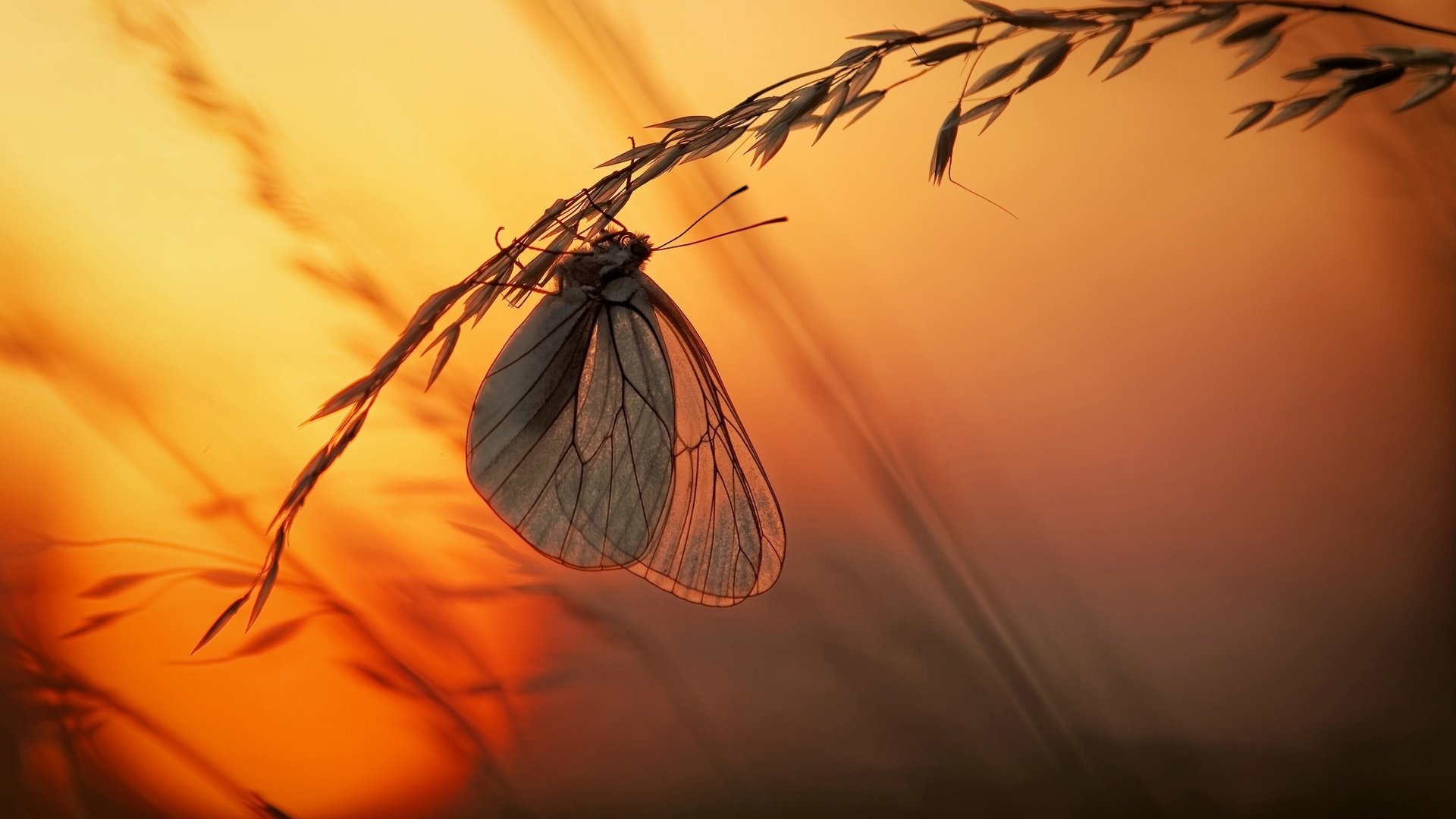 Обои свет, трава, солнце, закат, макро, насекомое, бабочка, light, grass, the sun, sunset, macro, insect, butterfly разрешение 2500x1666 Загрузить