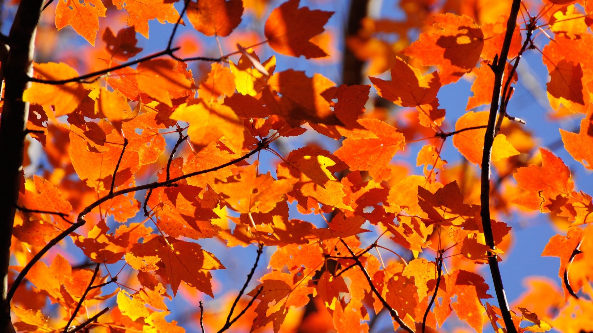 Обои небо, природа, листья, ветки, осень, the sky, nature, leaves, branches, autumn разрешение 2048x1360 Загрузить
