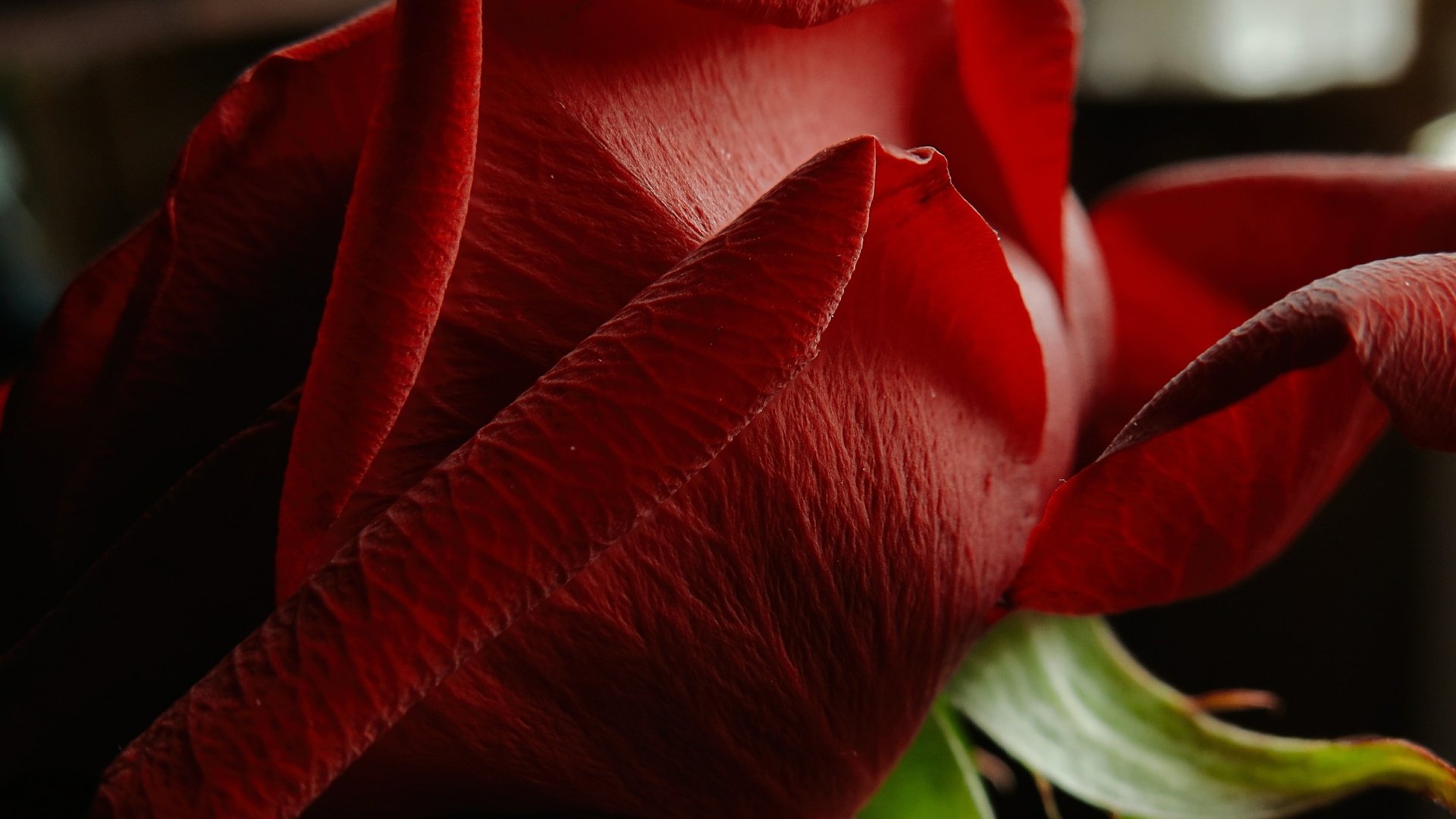 Обои макро, цветок, роза, лепестки, красная роза, цветком, macro, flower, rose, petals, red rose разрешение 3953x2365 Загрузить
