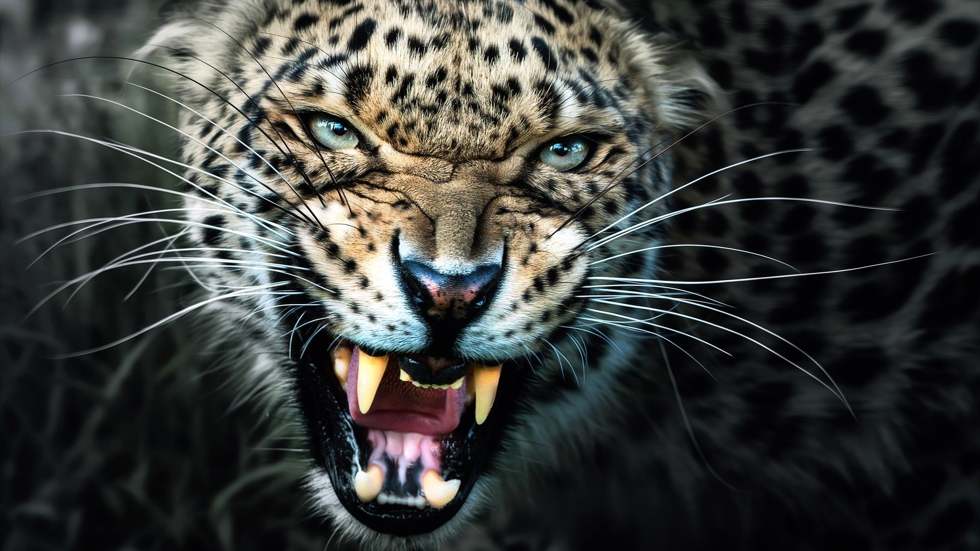 Обои леопард, клыки, хищник, оскал, leopard, fangs, predator, grin разрешение 2500x1671 Загрузить