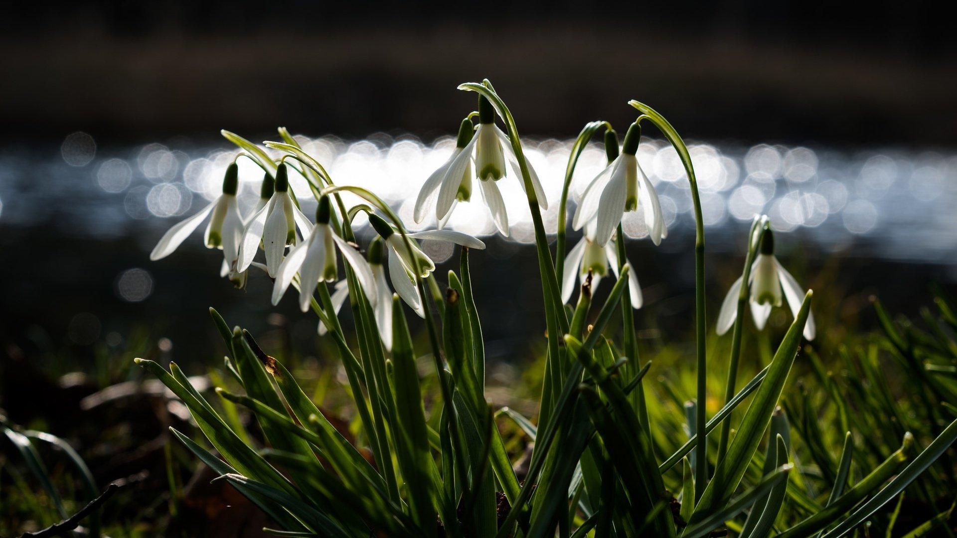 Обои цветы, весна, подснежники, боке, flowers, spring, snowdrops, bokeh разрешение 2048x1205 Загрузить