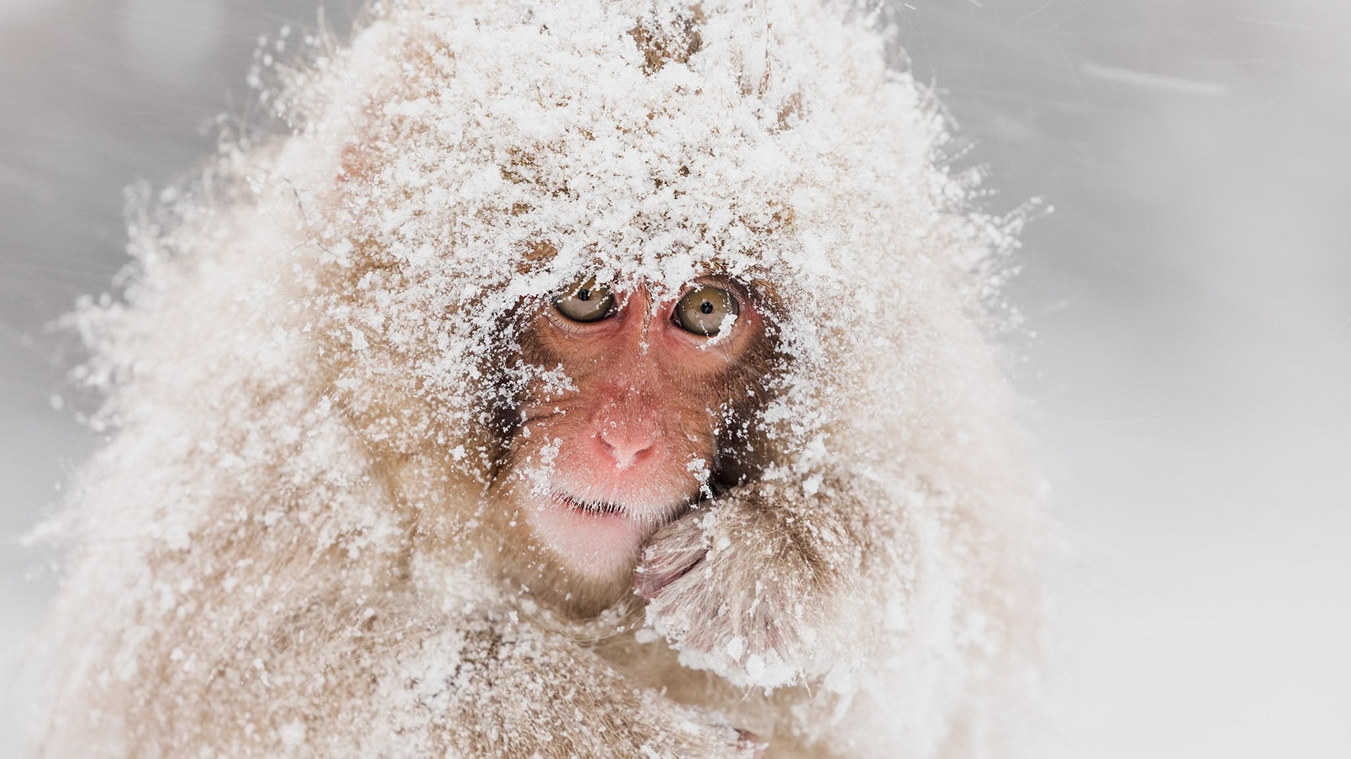 Обои снег, природа, обезьяна, японский макак, snow monkeys, снежная обезьяна, snow, nature, monkey, japanese macaques, a snow monkey разрешение 2048x1209 Загрузить