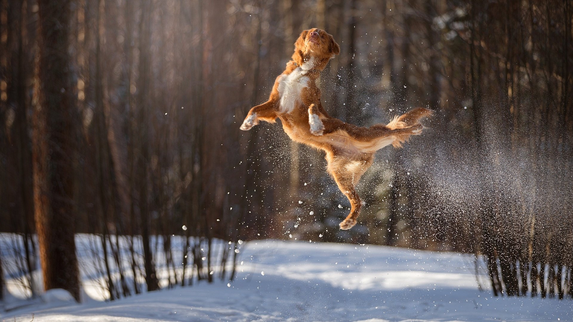 Обои снег, зима, полет, собака, прыжок, в воздухе, боке, snow, winter, flight, dog, jump, in the air, bokeh разрешение 1920x1200 Загрузить