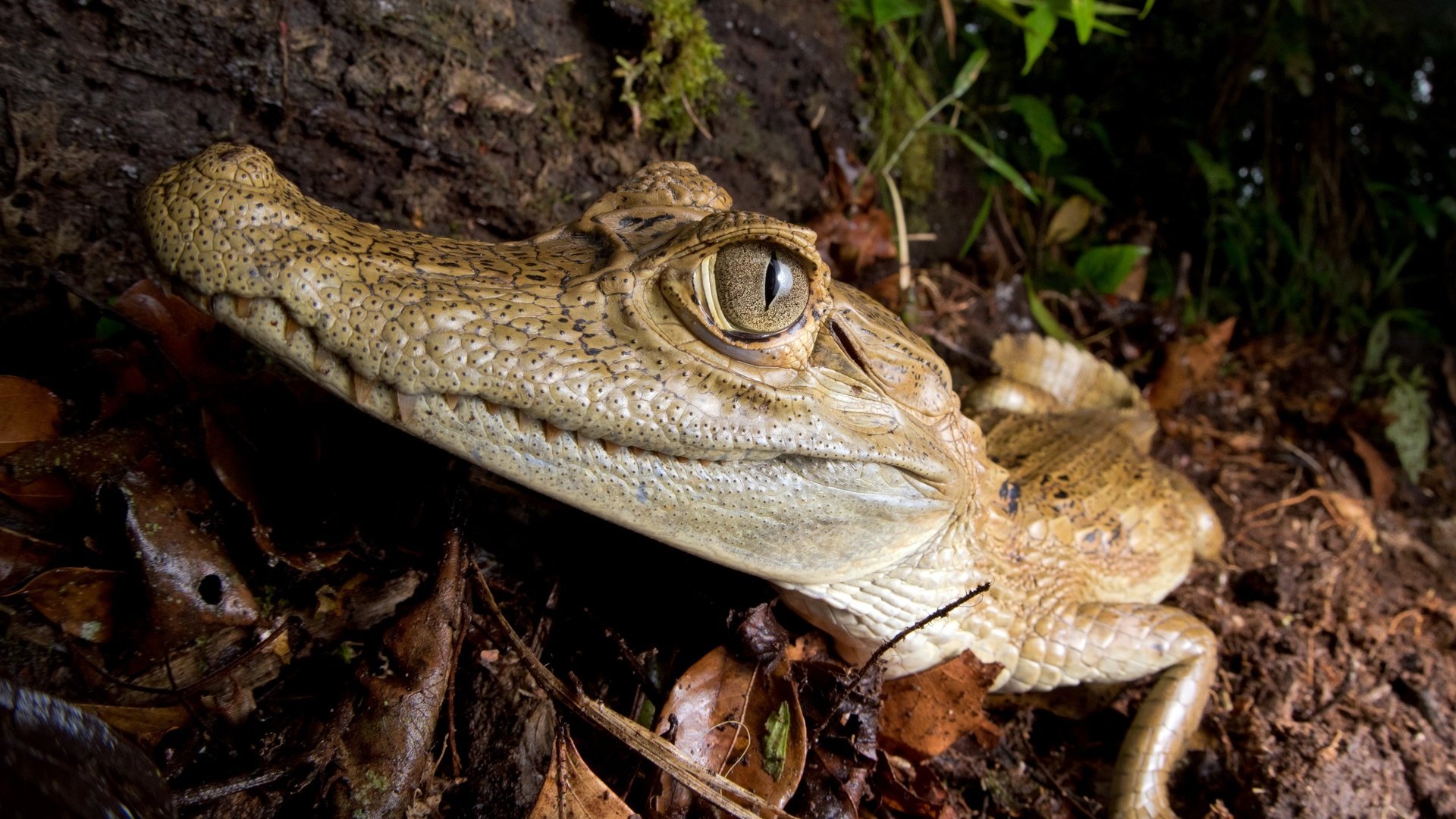 Обои глаза, природа, фон, крокодил, кайман, eyes, nature, background, crocodile разрешение 2560x1578 Загрузить