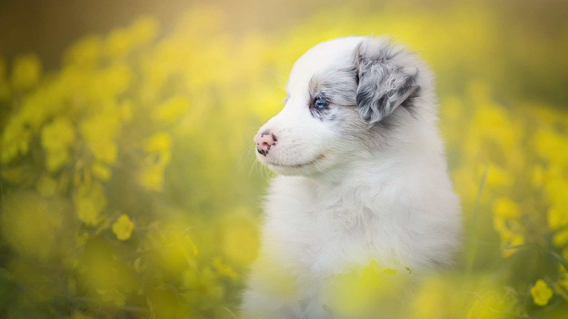 Обои цветы, собака, щенок, боке, бордер-колли, flowers, dog, puppy, bokeh, the border collie разрешение 2048x1365 Загрузить