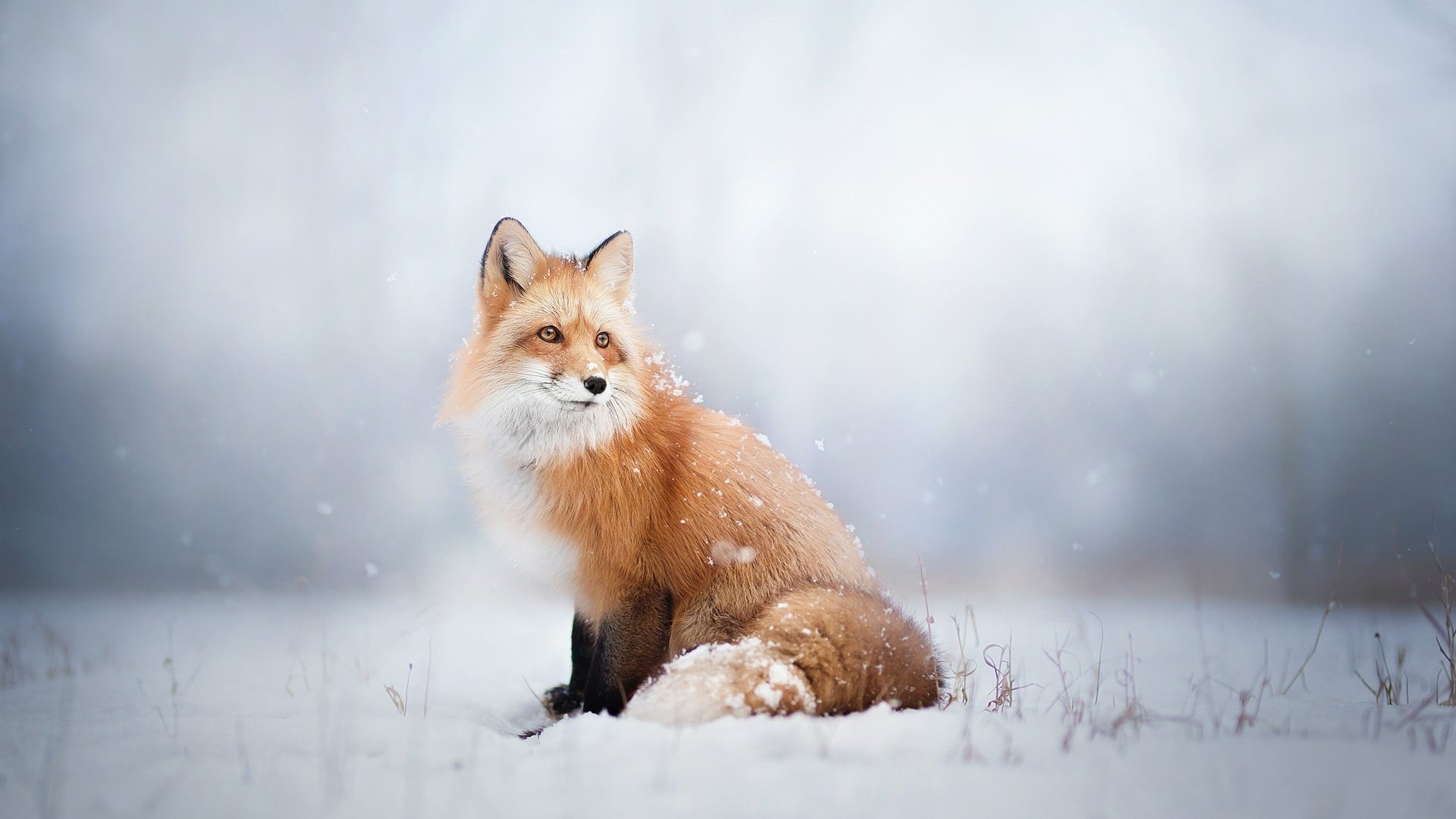 Обои снег, зима, лиса, лисица, животное, snow, winter, fox, animal разрешение 2048x1365 Загрузить