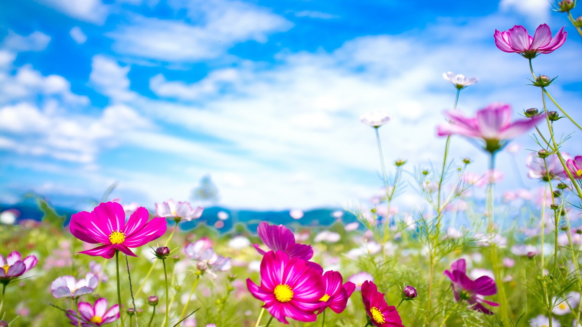 Обои небо, цветы, облака, макро, лето, луг, космея, the sky, flowers, clouds, macro, summer, meadow, kosmeya разрешение 2560x1600 Загрузить