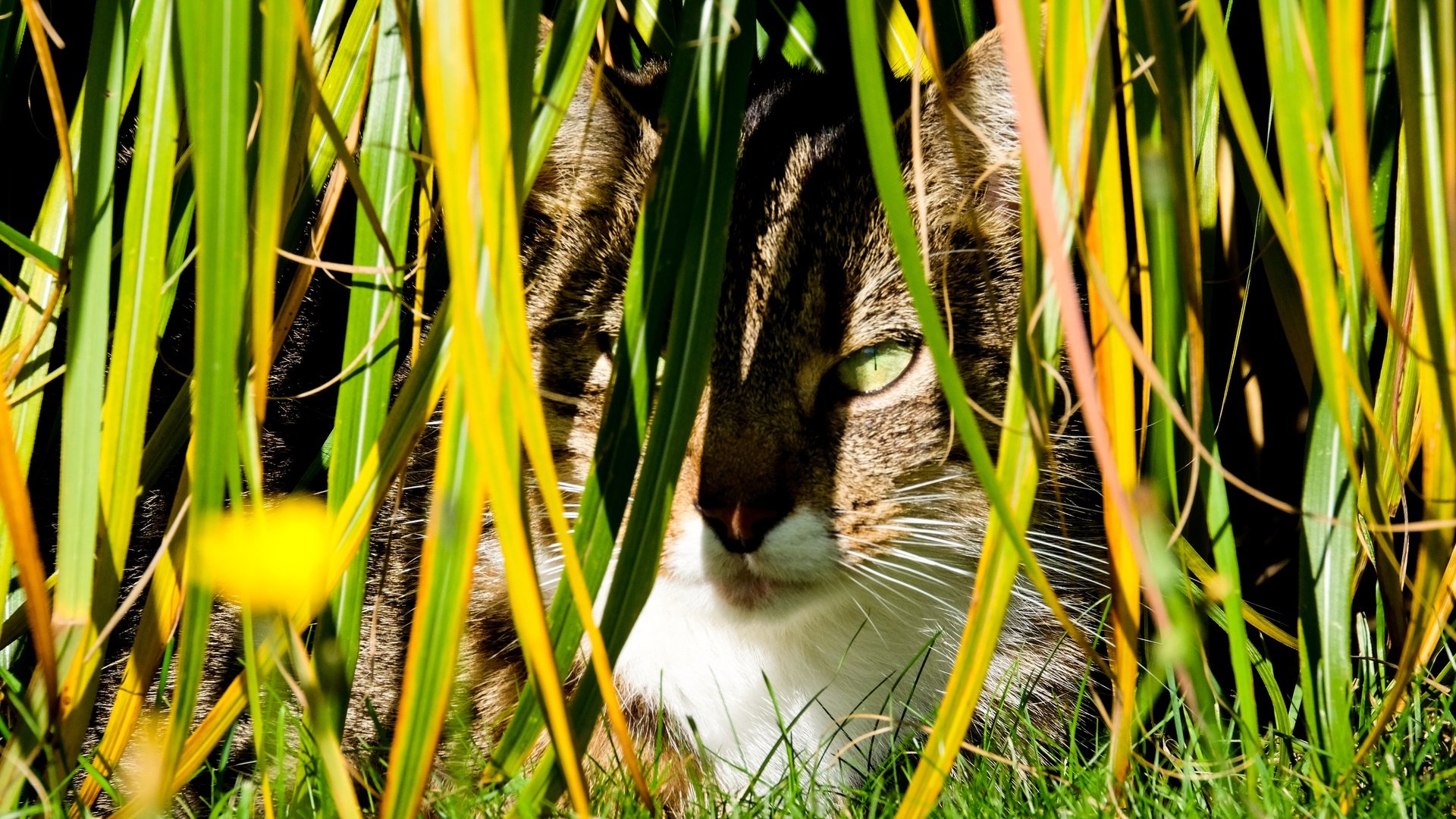 Обои трава, кот, кошка, осень, луг, растение, завод, осен, hidden, grass, cat, autumn, meadow, plant разрешение 4896x3264 Загрузить