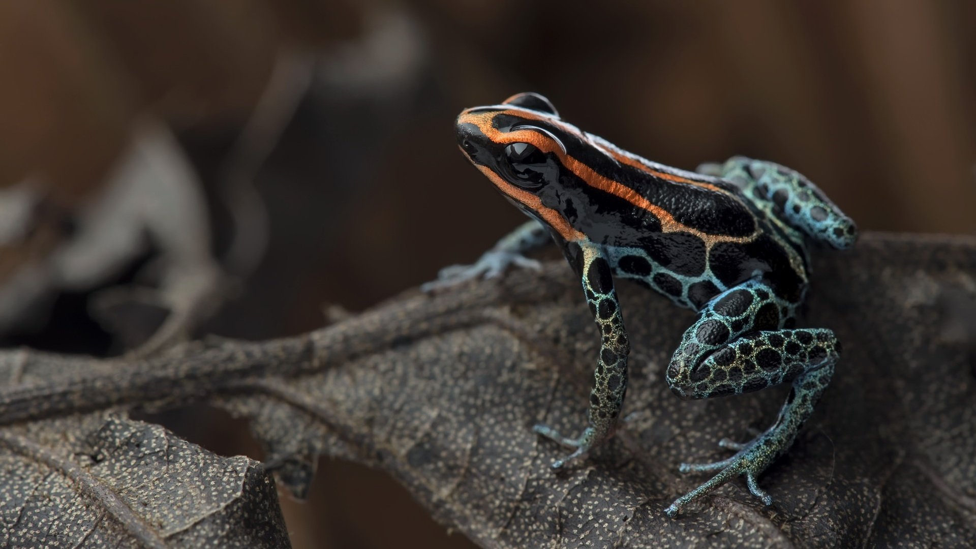 Обои лист, лягушка, джунгли, red-backed poison frog, ranitomeya ventrimaculata, ядовитая лягушка, sheet, frog, jungle, poisonous frog разрешение 2048x1297 Загрузить