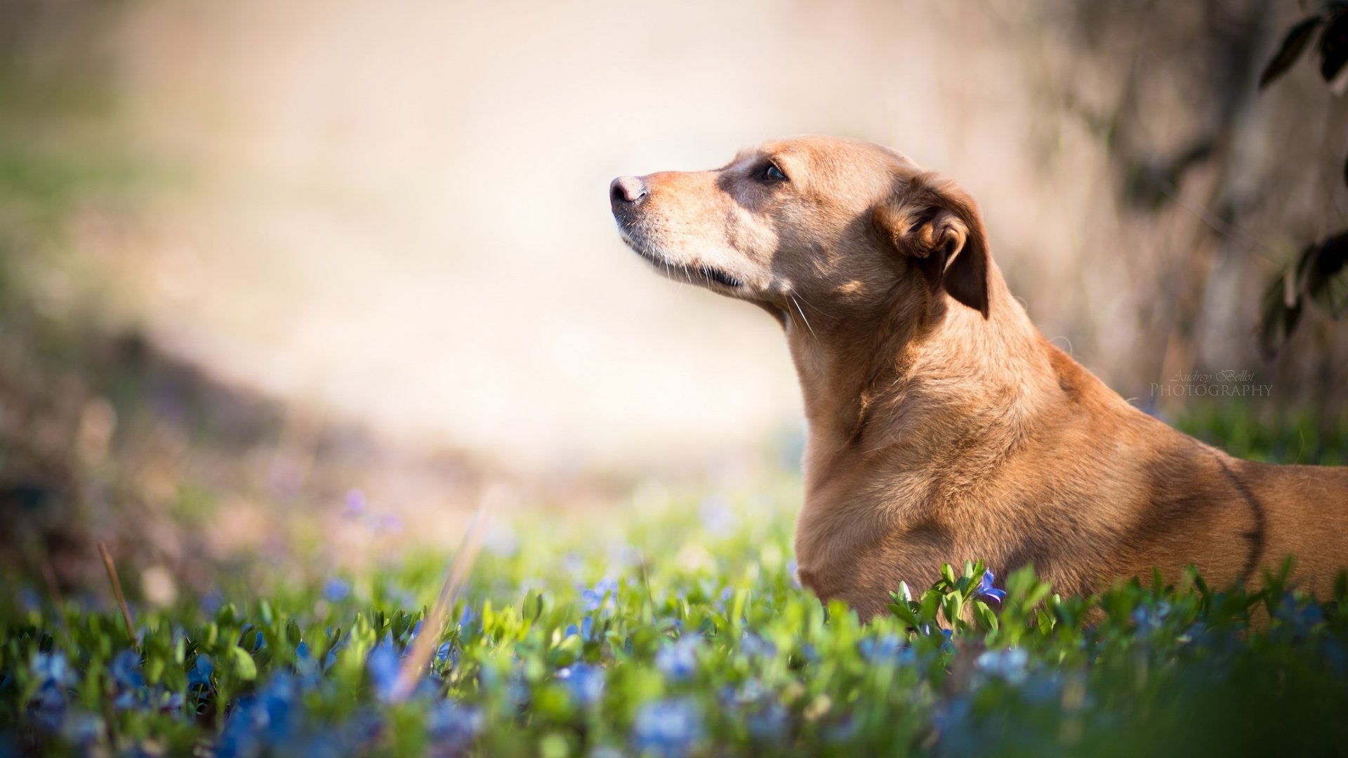 Обои цветы, взгляд, собака, друг, flowers, look, dog, each разрешение 2560x1707 Загрузить