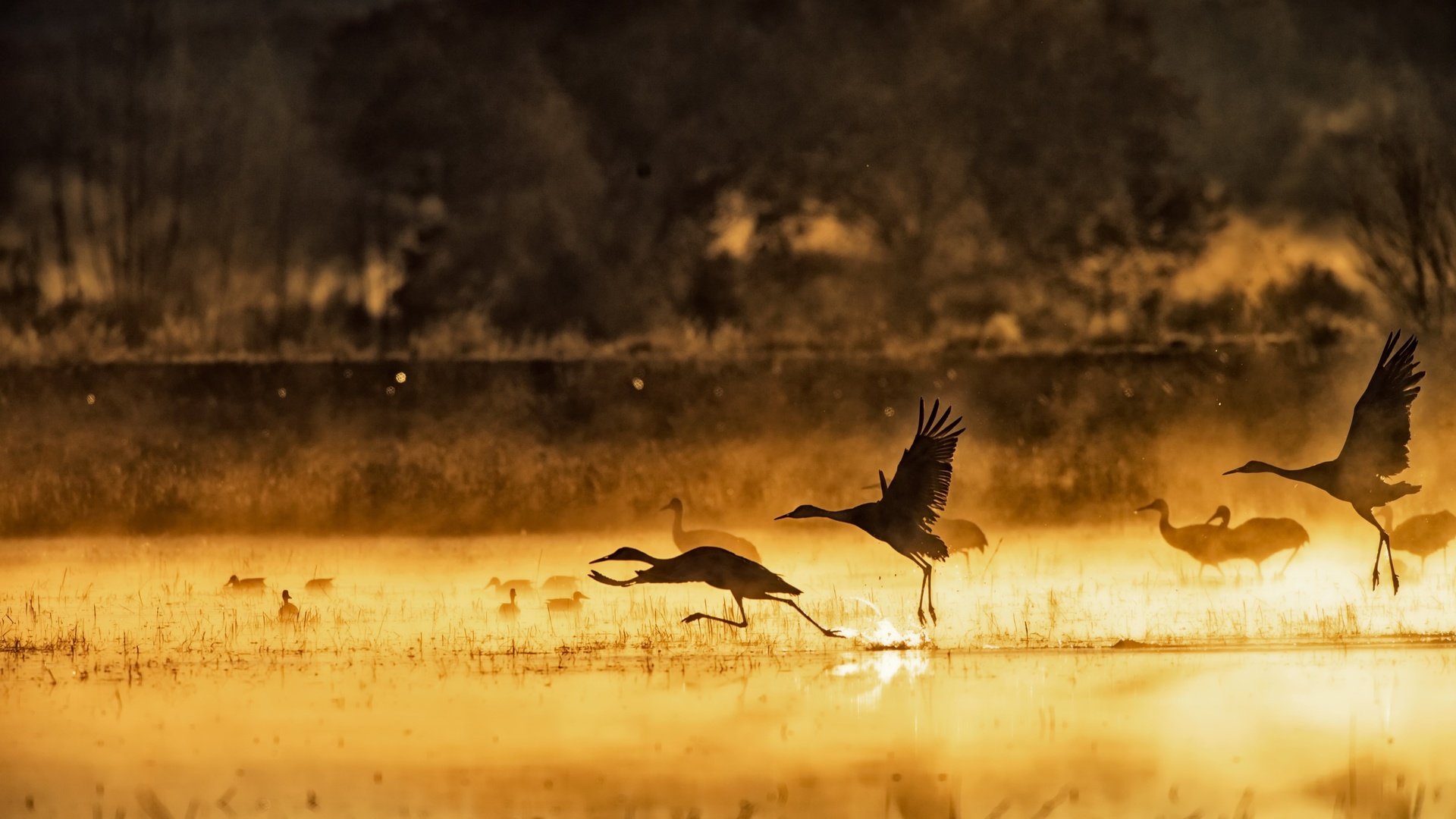 Обои озеро, утро, туман, птицы, lake, morning, fog, birds разрешение 2560x1501 Загрузить