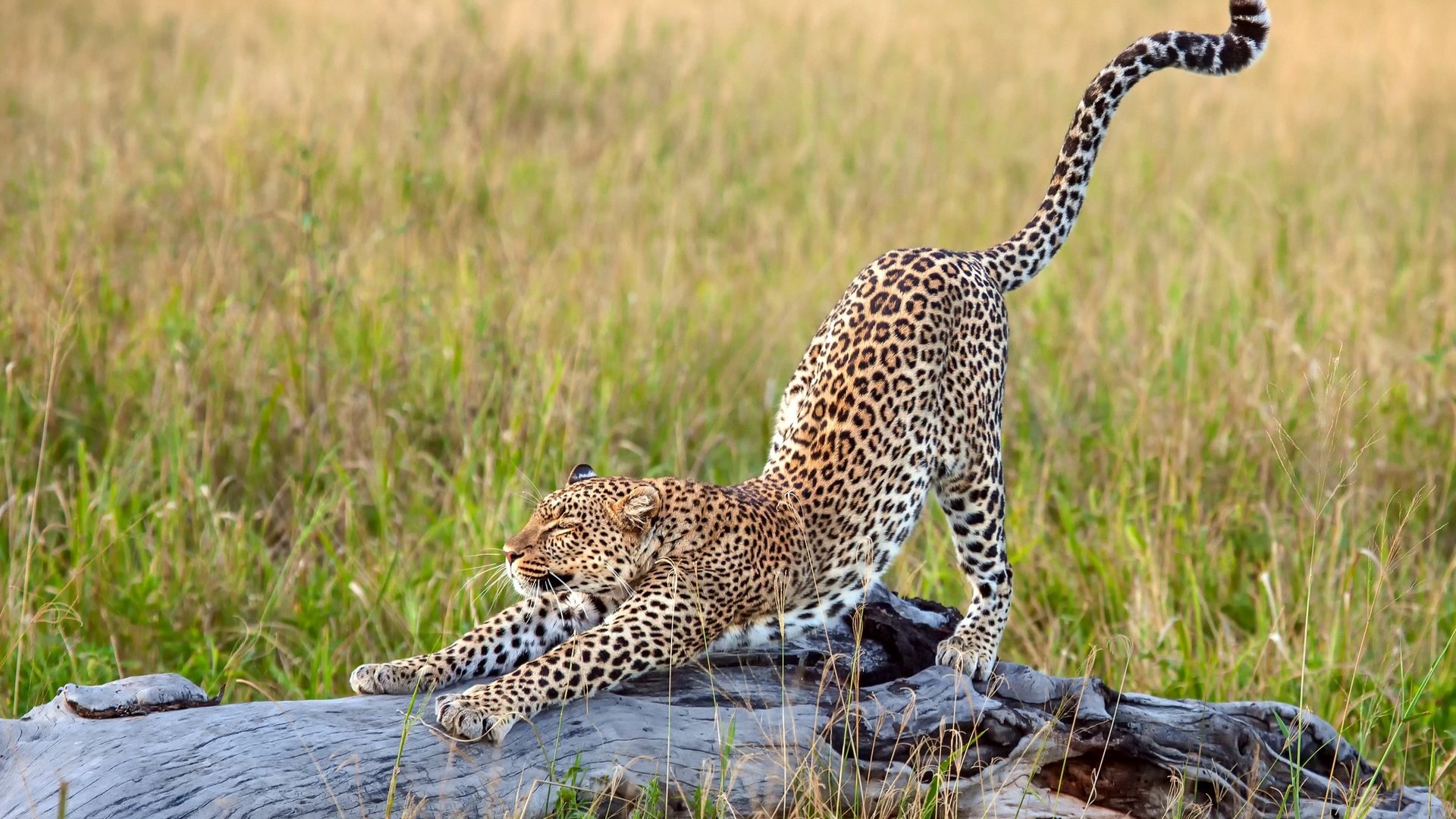 Обои трава, леопард, африка, большая кошка, потягивается, grass, leopard, africa, big cat, stretching разрешение 2500x1667 Загрузить