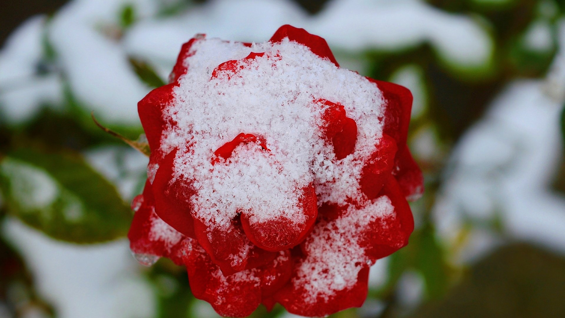 Обои снег, зима, цветок, роза, красная, красная роза, snow, winter, flower, rose, red, red rose разрешение 3000x1798 Загрузить