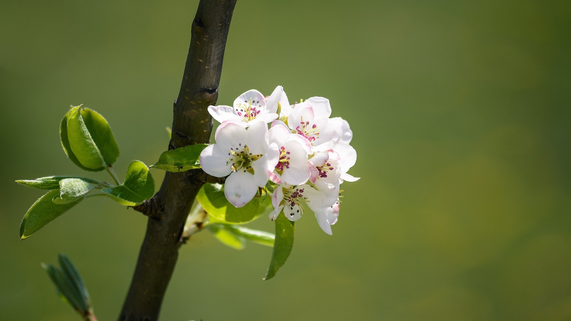 Обои ветка, природа, цветение, весна, яблоня, branch, nature, flowering, spring, apple разрешение 2048x1365 Загрузить