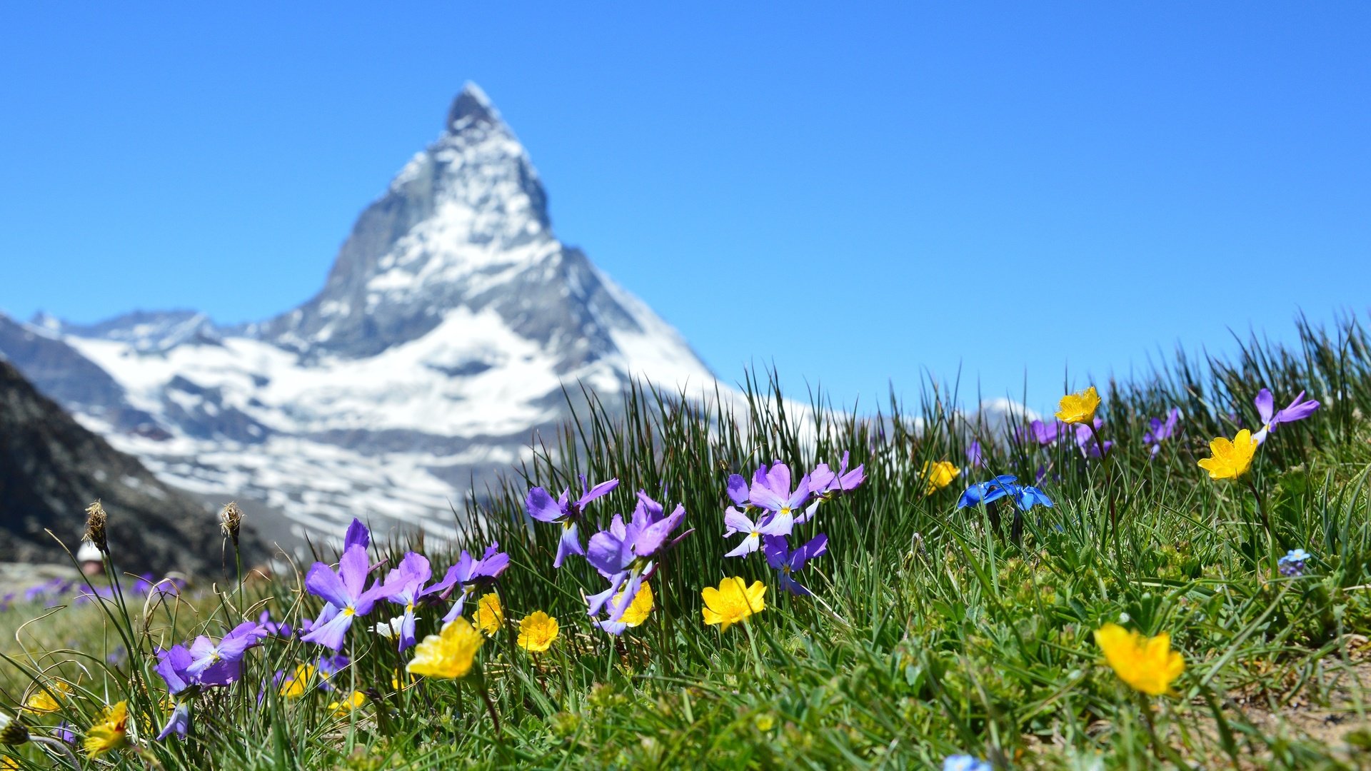 Обои цветы, трава, гора, швейцария, луг, боке, маттерхорн, flowers, grass, mountain, switzerland, meadow, bokeh, matterhorn разрешение 2927x1947 Загрузить