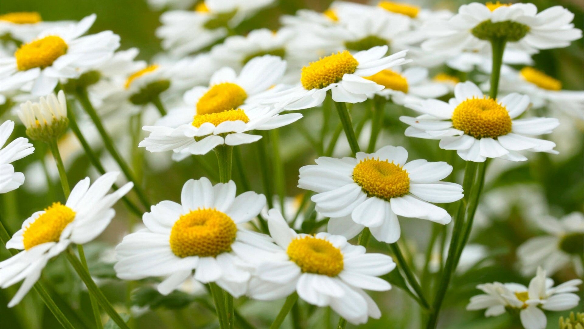 Обои цветы, макро, лето, ромашки, белая, flowers, macro, summer, chamomile, white разрешение 1920x1172 Загрузить