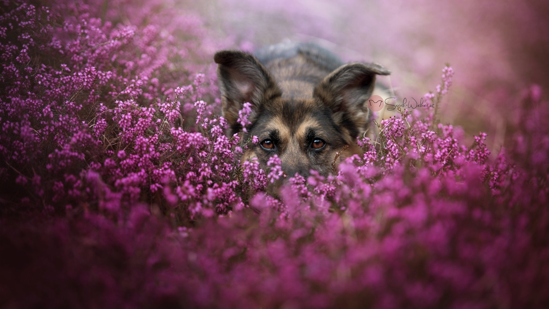 Обои морда, цветы, взгляд, собака, немецкая овчарка, face, flowers, look, dog, german shepherd разрешение 2048x1367 Загрузить