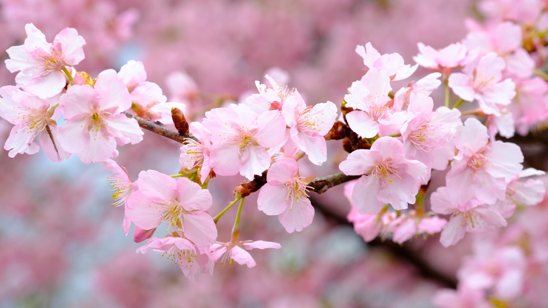 Обои цветы, цветение, ветки, весна, розовые, вишня, сакура, flowers, flowering, branches, spring, pink, cherry, sakura разрешение 4174x2783 Загрузить