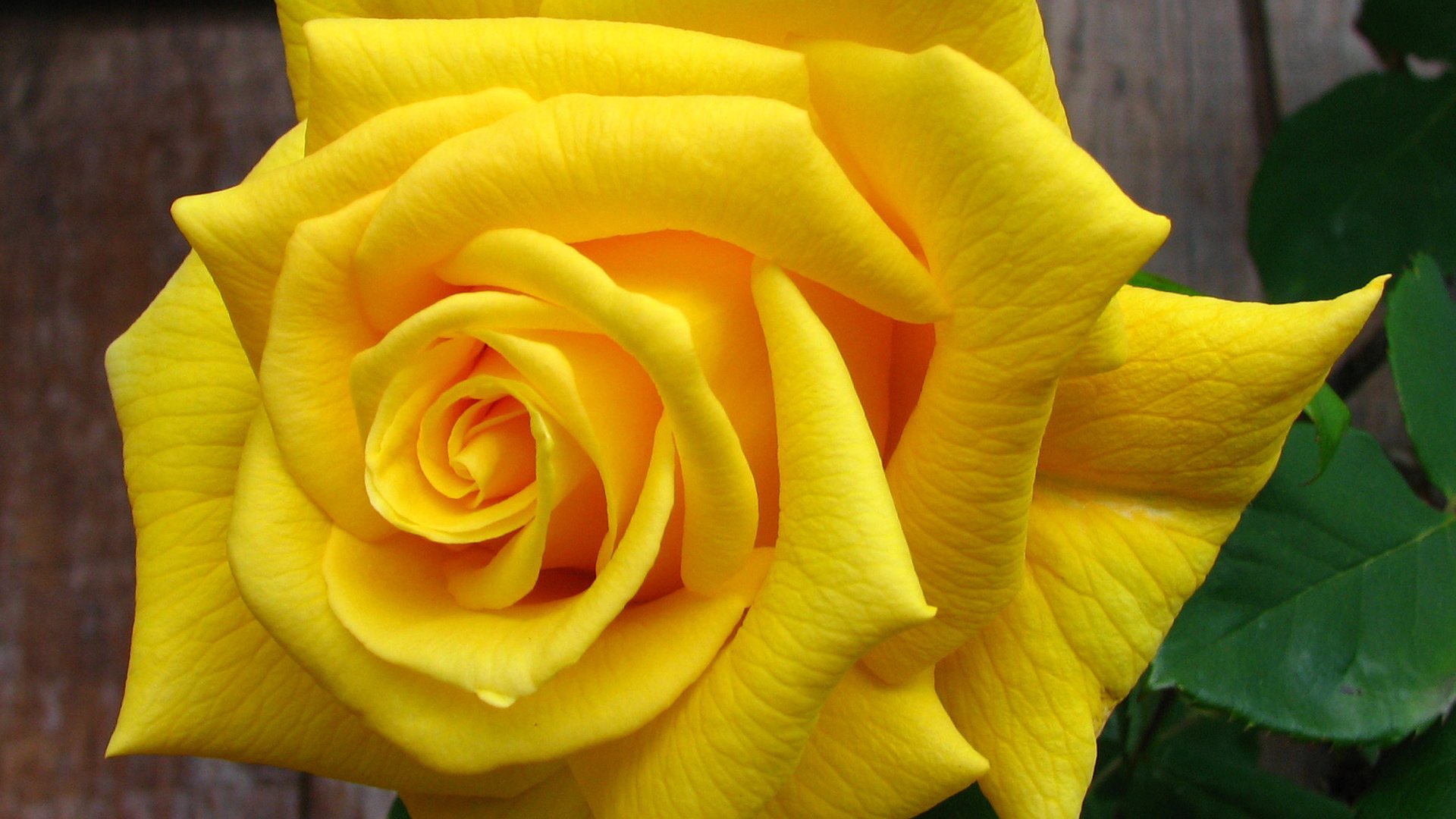 Обои природа, желтый, цветок, роза, lisa yount, nature, yellow, flower, rose разрешение 2144x2080 Загрузить