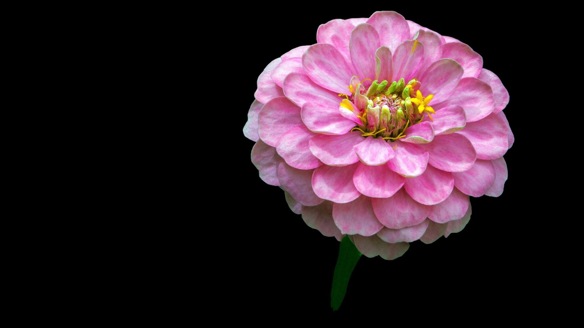 Обои фон, цветок, розовый, цинния, background, flower, pink, zinnia разрешение 4444x3052 Загрузить