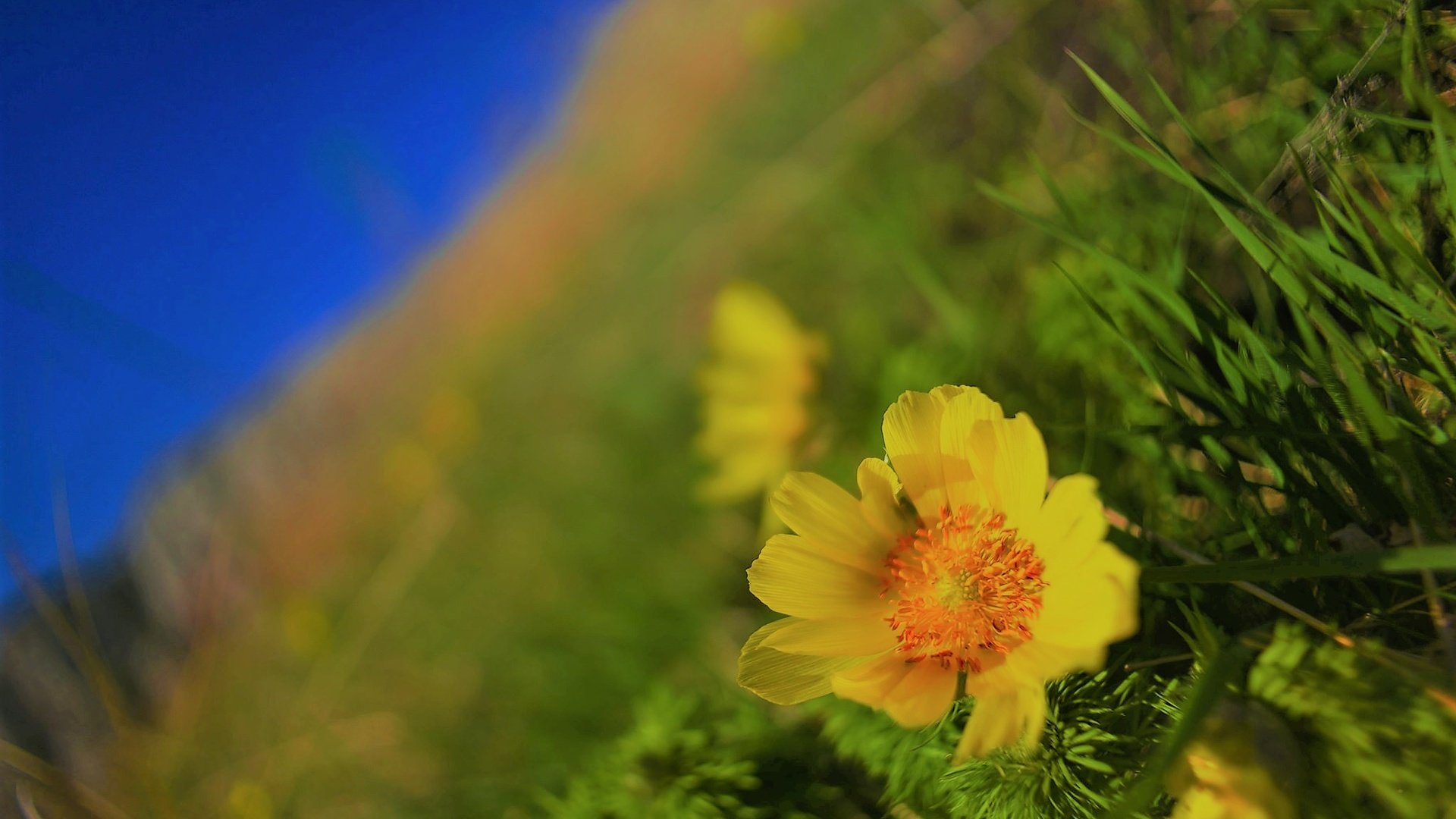 Обои цветы, природа, макро, фон, цветок, поле, flowers, nature, macro, background, flower, field разрешение 2048x1365 Загрузить