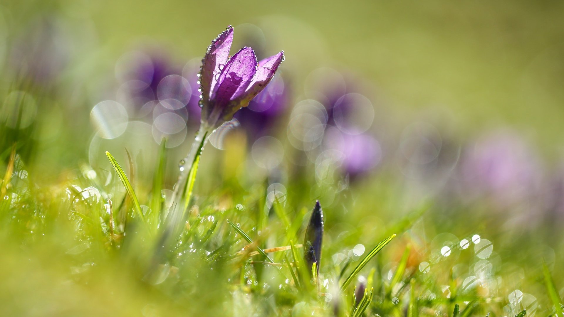 Обои цветы, трава, цветок, блики, весна, крокусы, крокус, боке, flowers, grass, flower, glare, spring, crocuses, krokus, bokeh разрешение 2048x1366 Загрузить