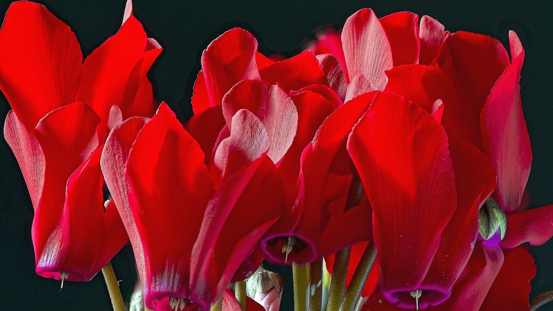 Обои цветы, макро, красные, цикламен, flowers, macro, red, cyclamen разрешение 2048x1367 Загрузить