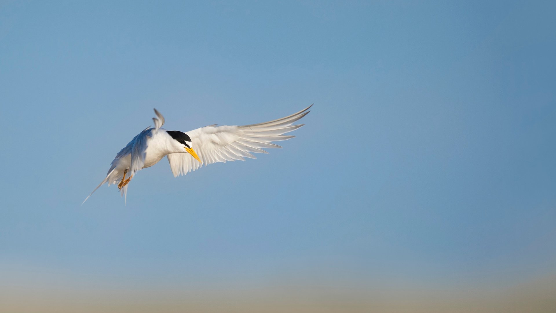 Обои небо, полет, птица, животное, ray hennessy, the sky, flight, bird, animal разрешение 3437x2287 Загрузить