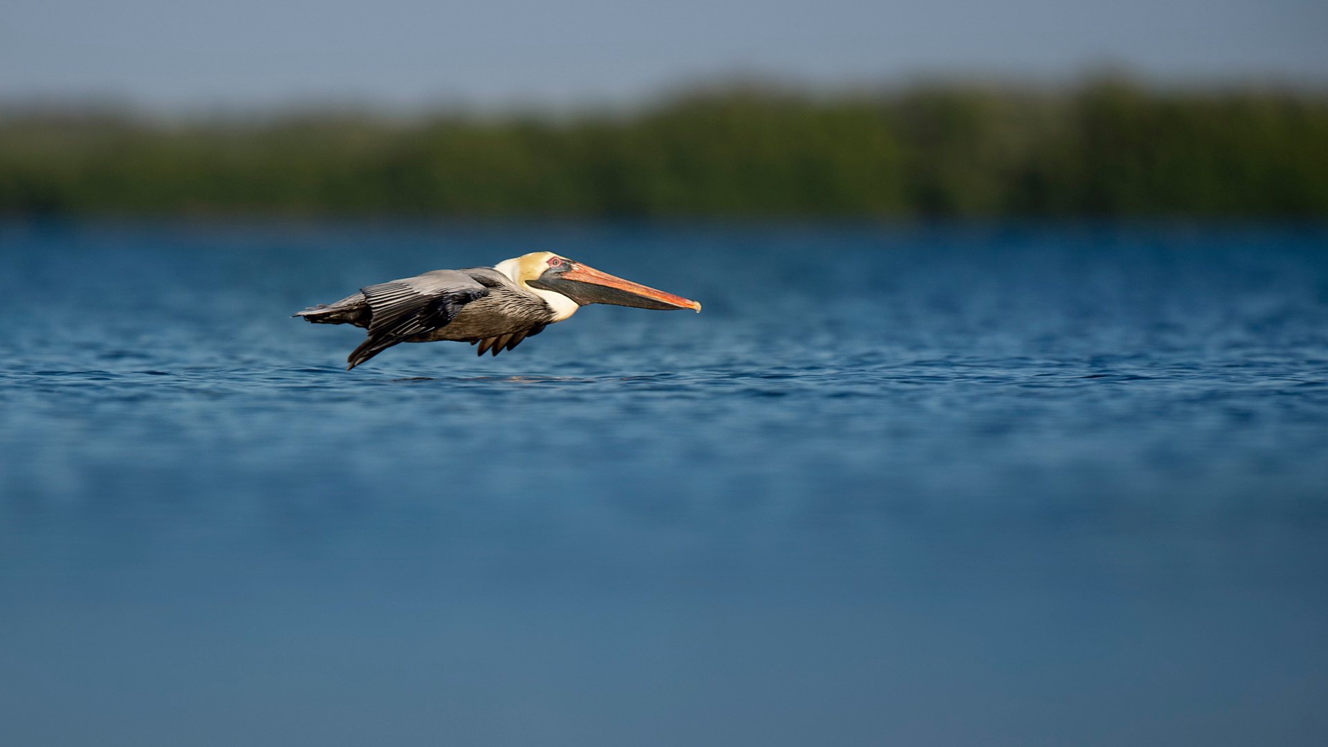 Обои полет, птица, пеликан, ray hennessy, flight, bird, pelican разрешение 3518x2342 Загрузить