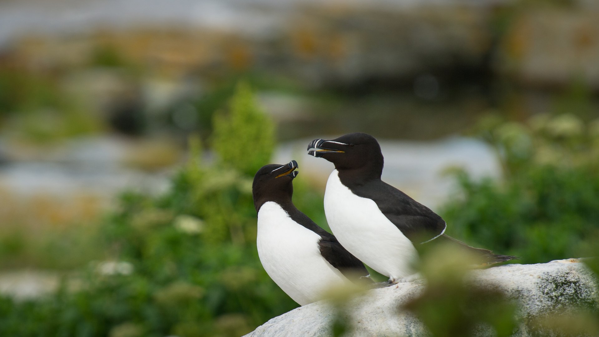 Обои птицы, камень, ray hennessy, гагарка, birds, stone, razorbill разрешение 2979x1982 Загрузить