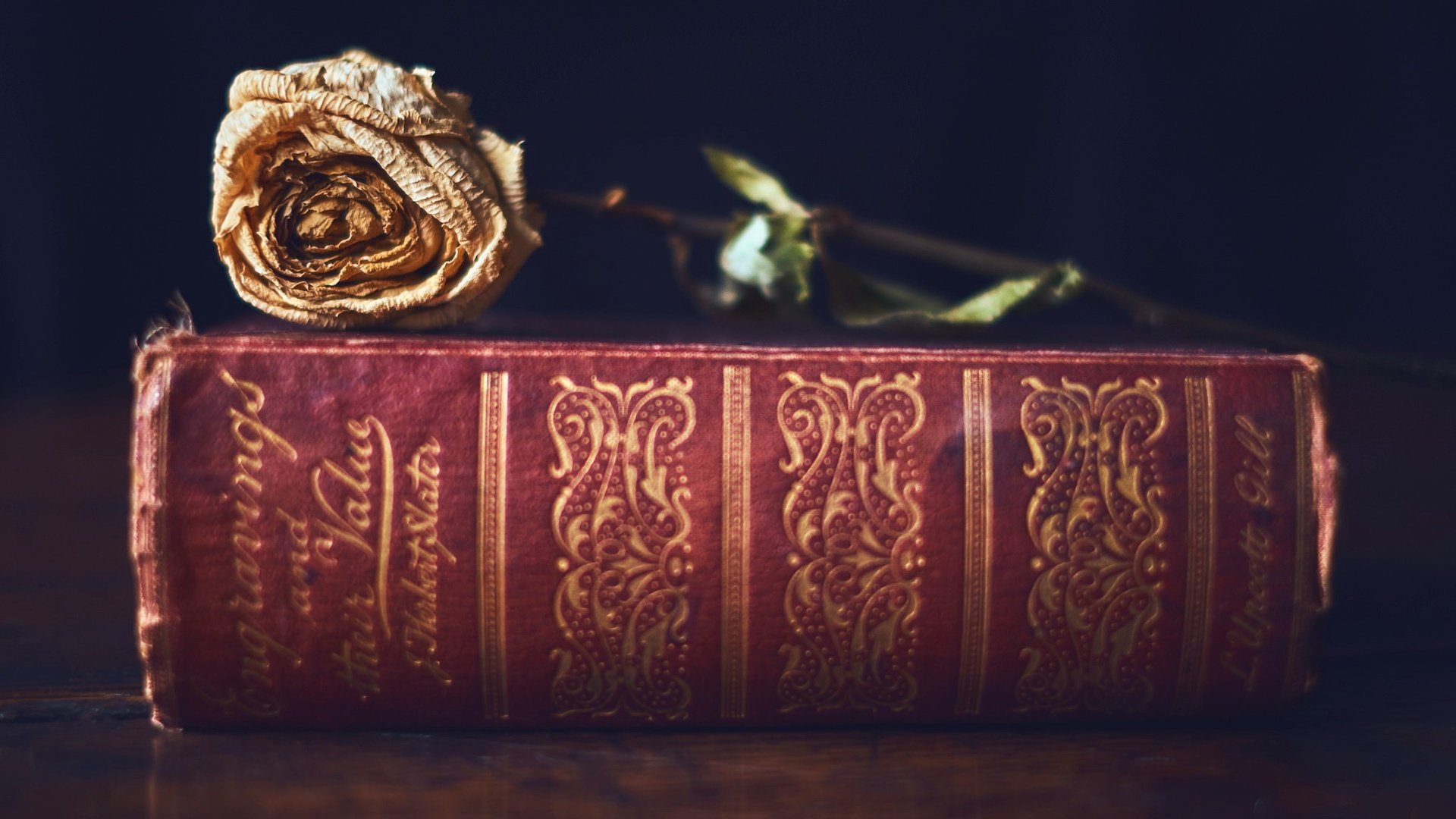 Обои фон, цветок, роза, книга, background, flower, rose, book разрешение 2048x1365 Загрузить