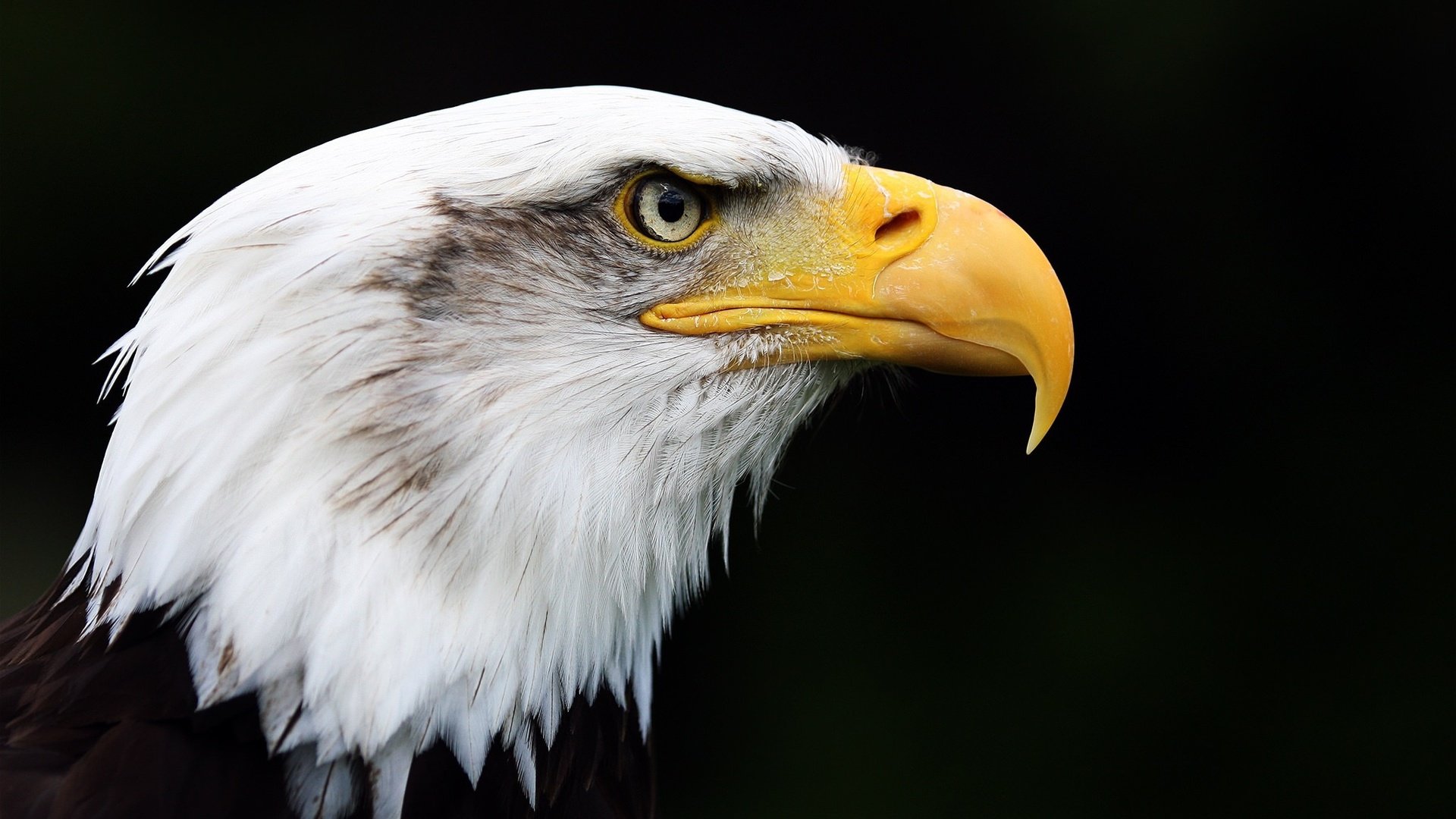 Обои орел, птица, клюв, черный фон, перья, белоголовый орлан, eagle, bird, beak, black background, feathers, bald eagle разрешение 2048x1365 Загрузить