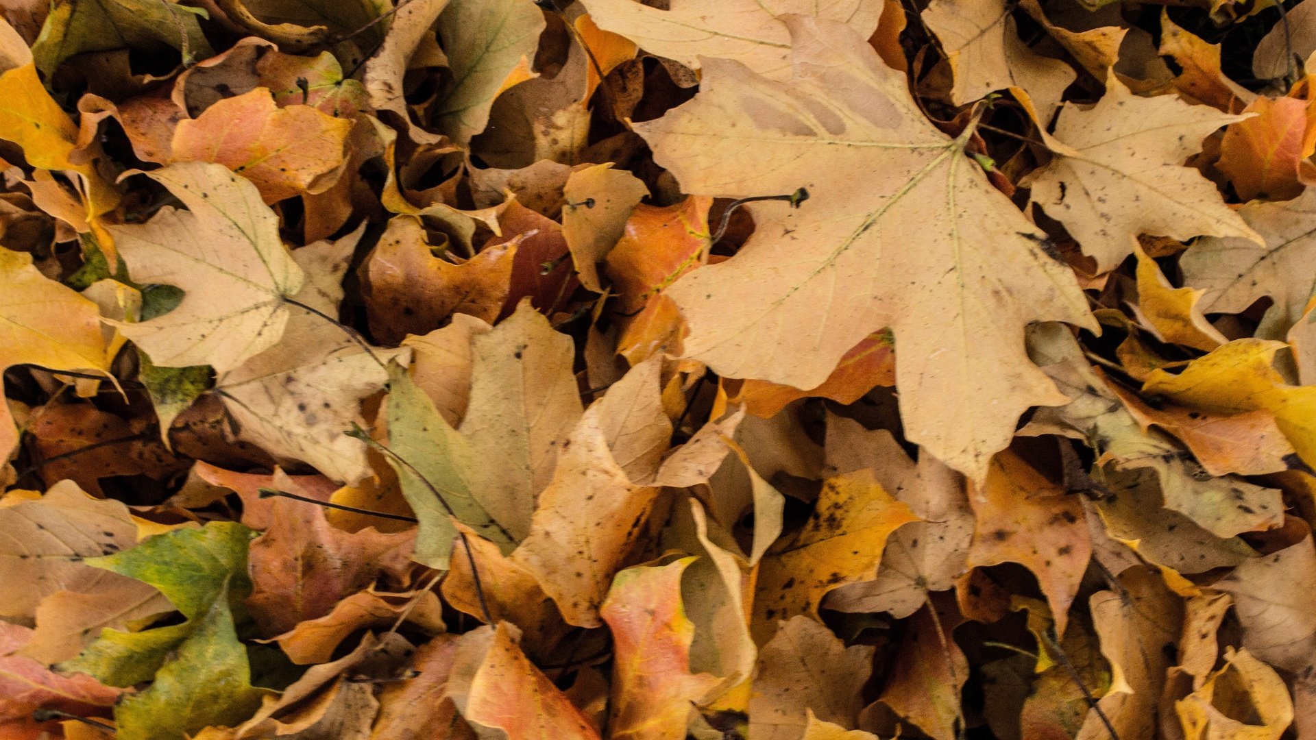 Обои природа, листья, макро, осень, nature, leaves, macro, autumn разрешение 5184x3456 Загрузить