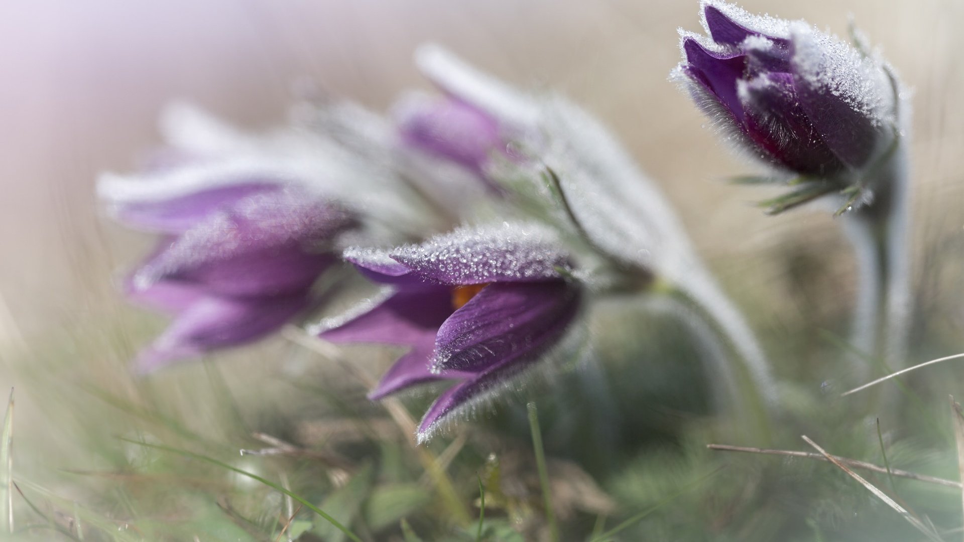 Обои цветы, пушистый, анемон, сон-трава, прострел, flowers, fluffy, anemone, sleep-grass, cross разрешение 2048x1365 Загрузить