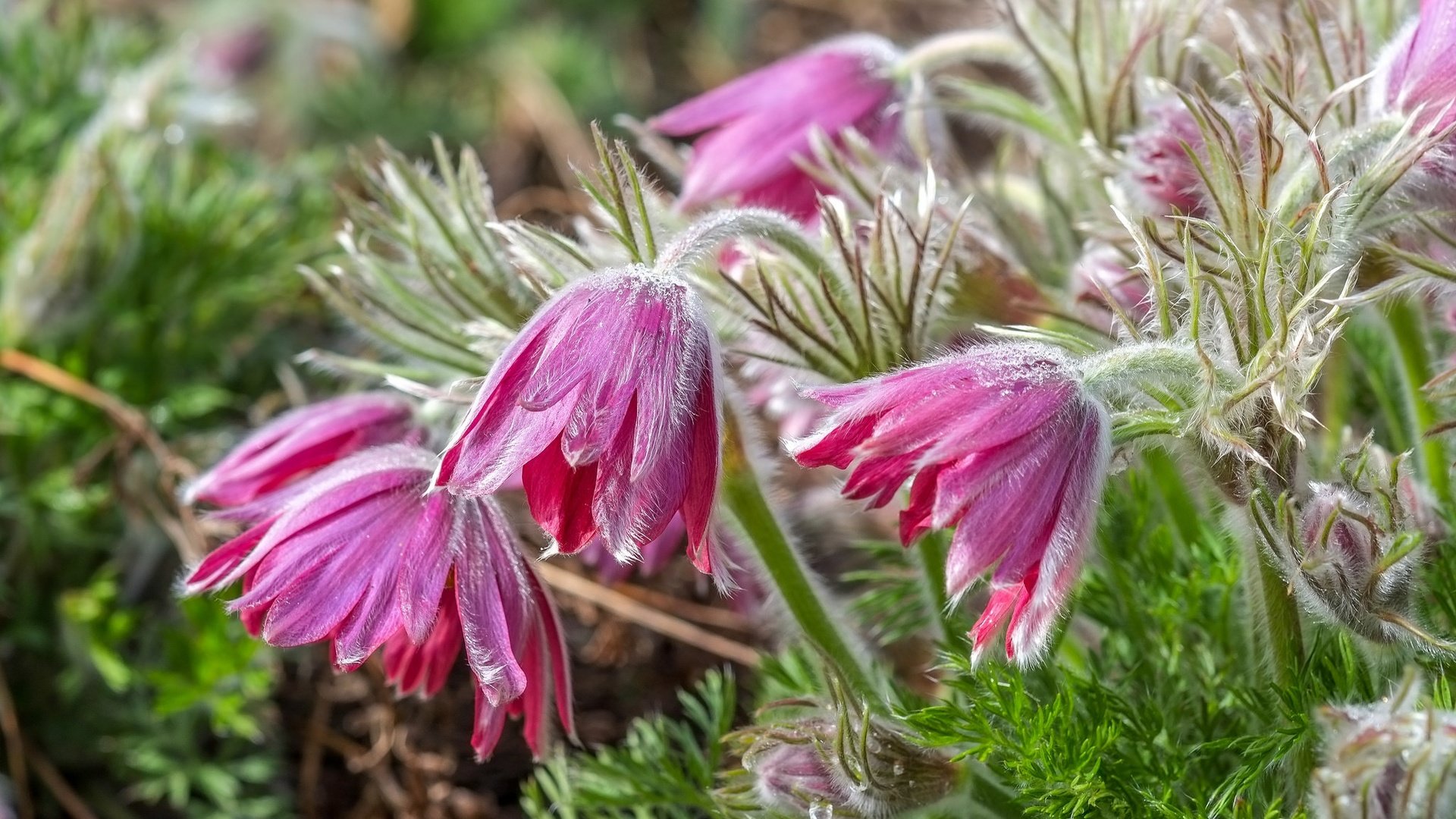 Обои цветы, макро, анемон, сон-трава, прострел, flowers, macro, anemone, sleep-grass, cross разрешение 2048x1155 Загрузить