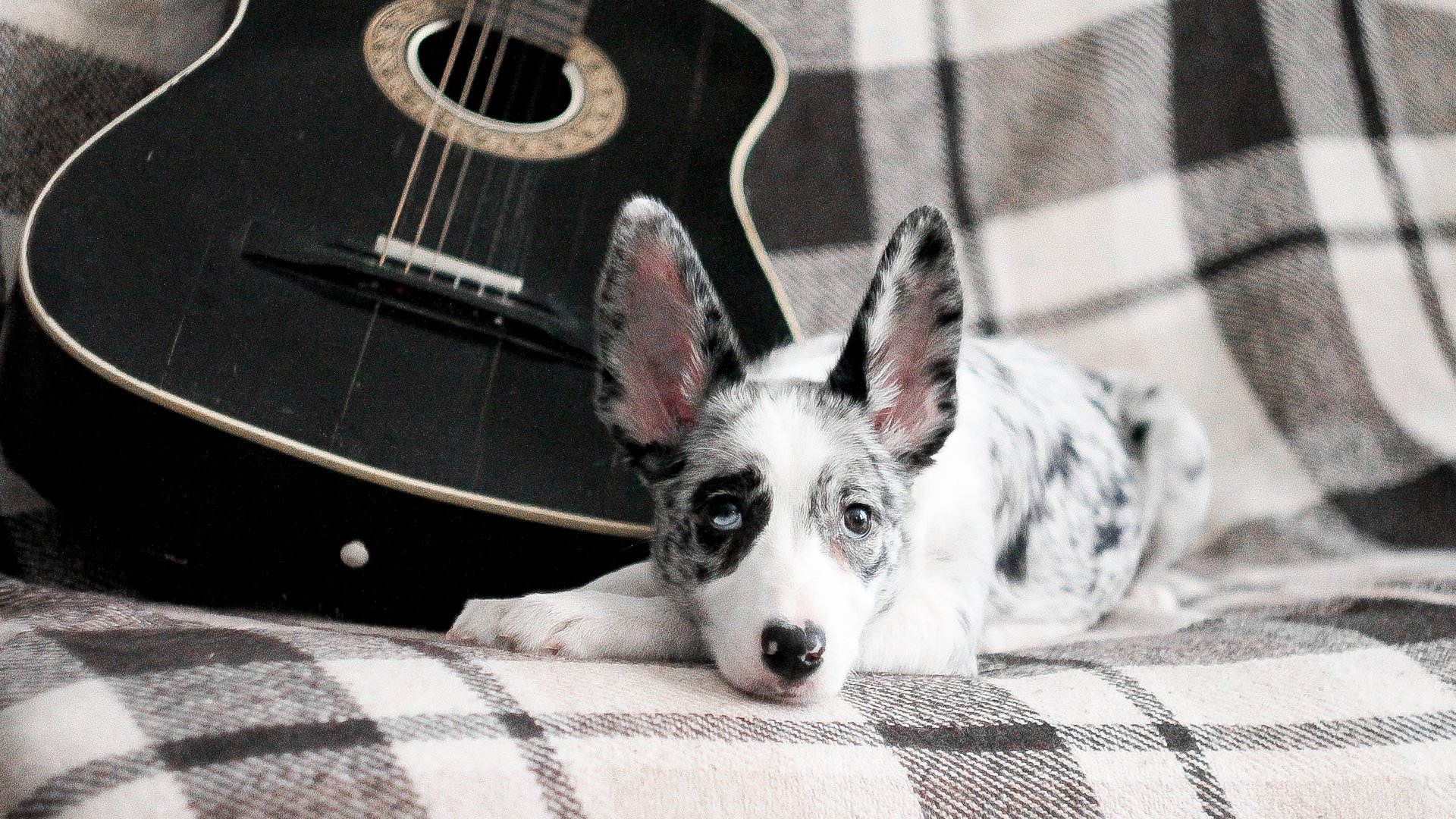 Обои гитара, собака, щенок, бордер-колли, guitar, dog, puppy, the border collie разрешение 3893x2595 Загрузить