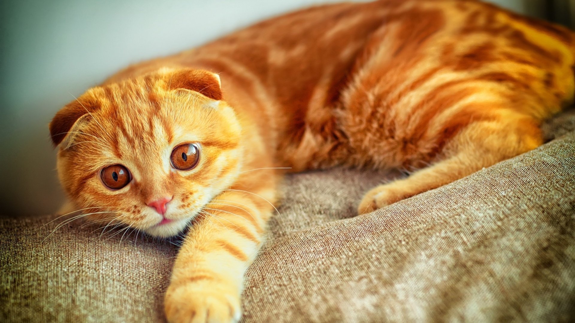Обои глаза, кот, кошка, ушки, рыжий, вислоухий, шотландская вислоухая, eyes, cat, ears, red, fold, scottish fold разрешение 2880x1800 Загрузить