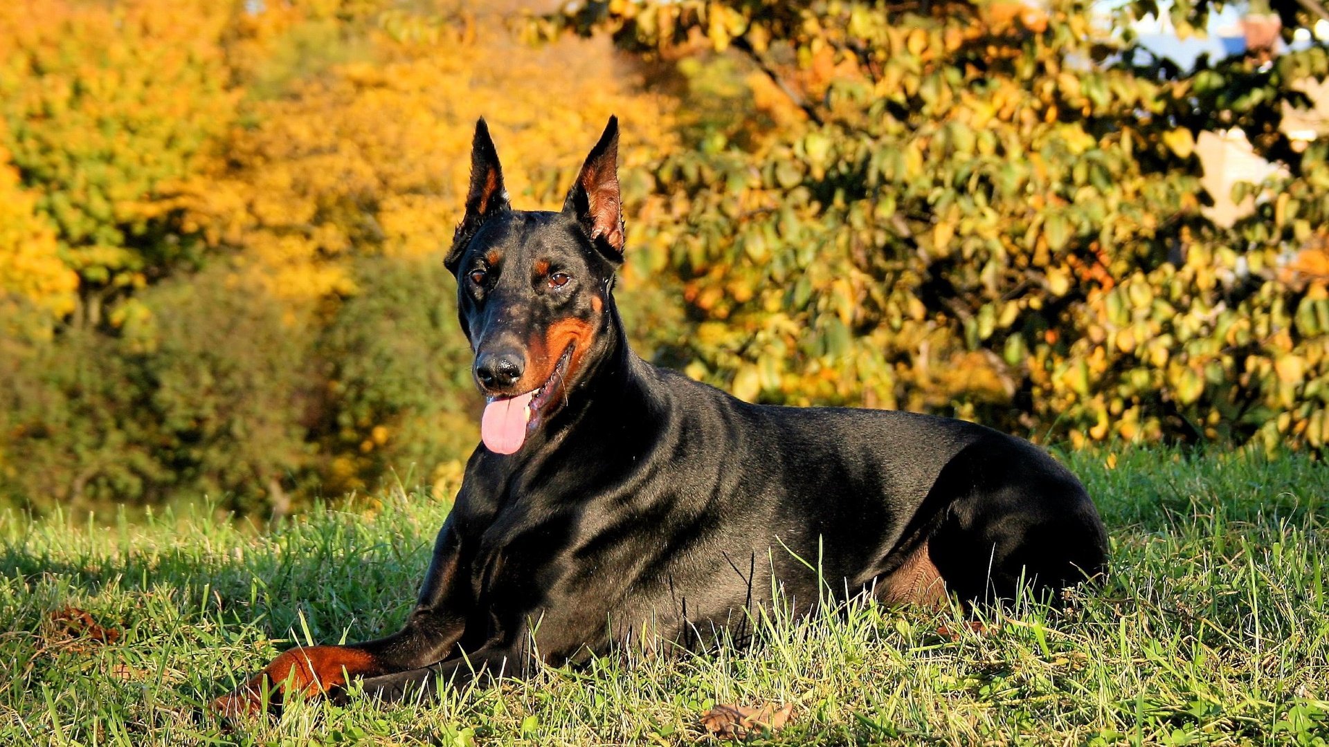 Обои трава, природа, собака, язык, доберман, grass, nature, dog, language, doberman разрешение 2373x1780 Загрузить