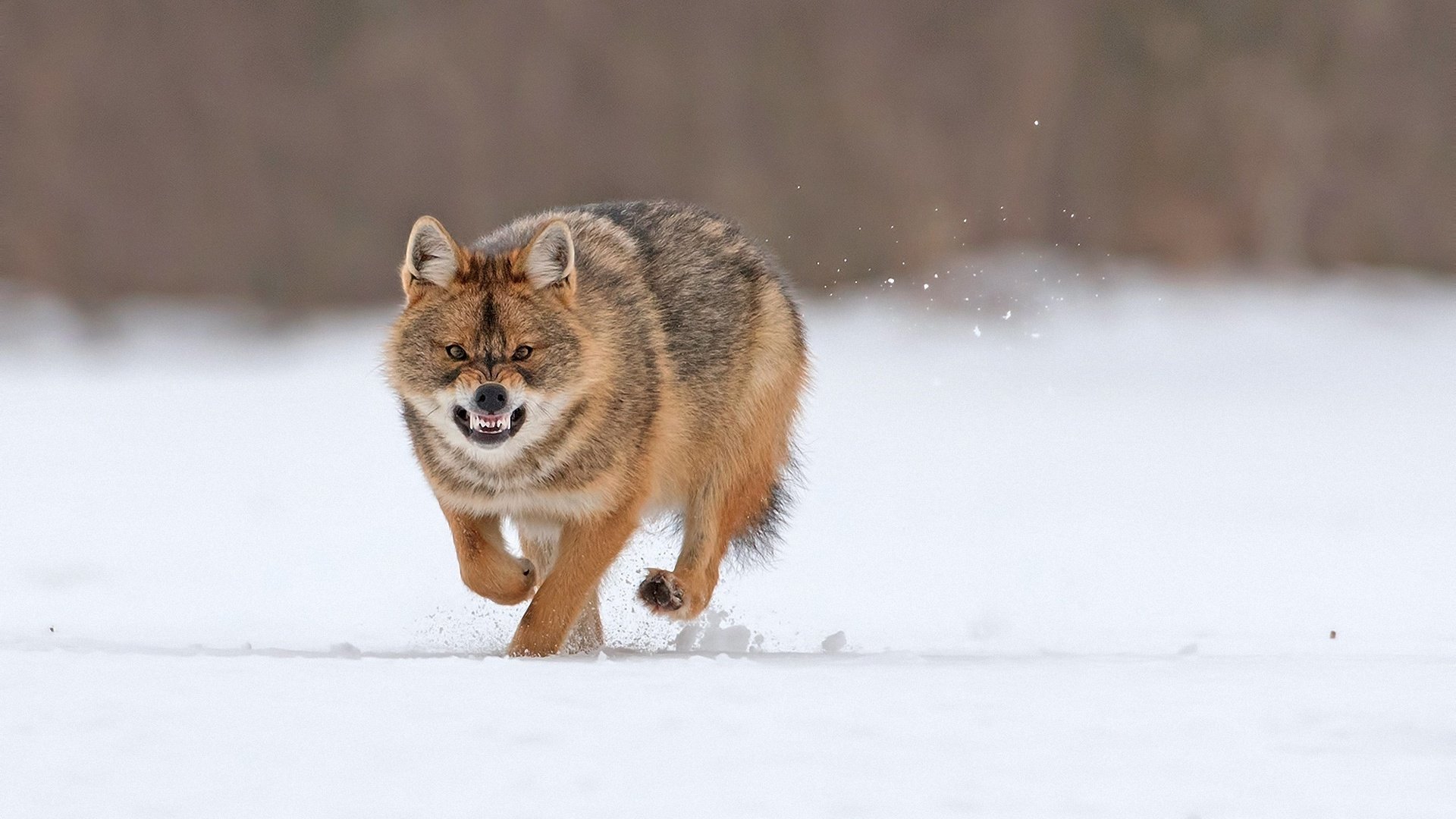 Обои снег, зима, хищник, оскал, бег, волк, snow, winter, predator, grin, running, wolf разрешение 2000x1340 Загрузить