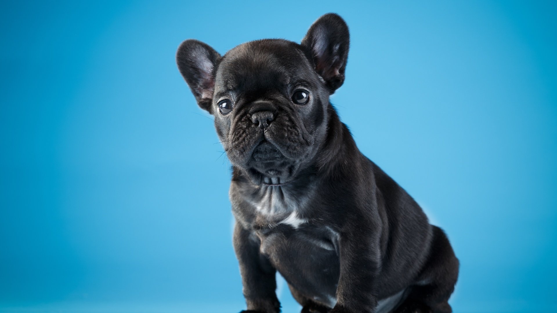 Обои черный, щенок, милый, французский бульдог, black, puppy, cute, french bulldog разрешение 4000x2602 Загрузить