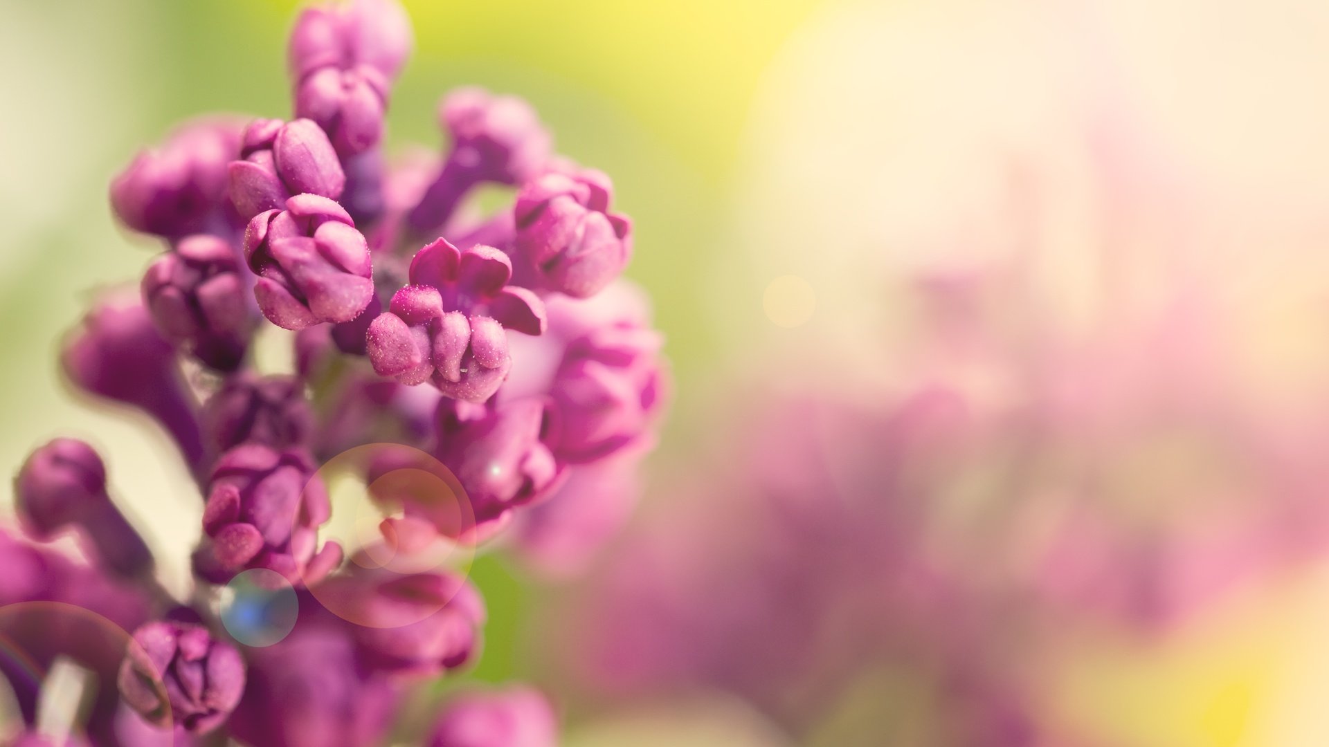 Обои цветы, цветение, весна, сирень, flowers, flowering, spring, lilac разрешение 5760x3840 Загрузить