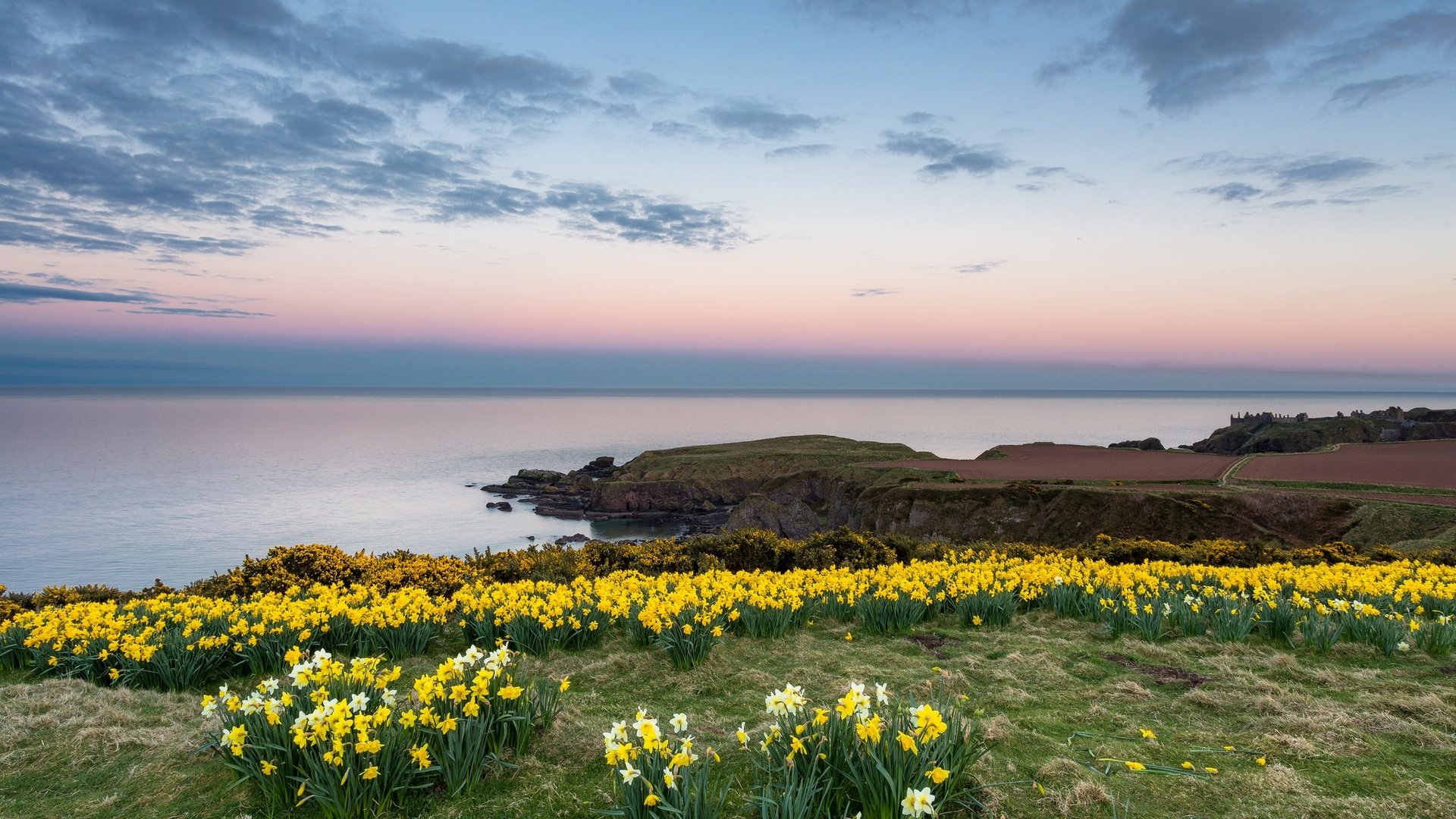 Обои небо, цветы, облака, берег, море, горизонт, нарциссы, the sky, flowers, clouds, shore, sea, horizon, daffodils разрешение 2048x1152 Загрузить