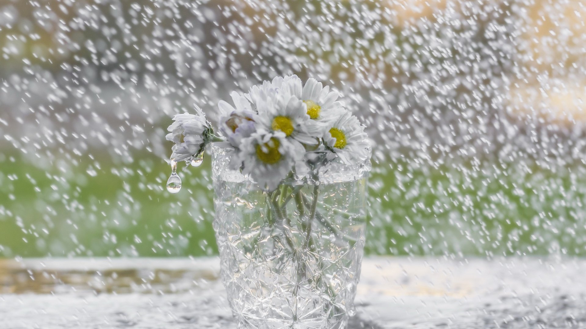 Обои цветы, дождь, ромашки, букет, стакан, flowers, rain, chamomile, bouquet, glass разрешение 2560x1707 Загрузить