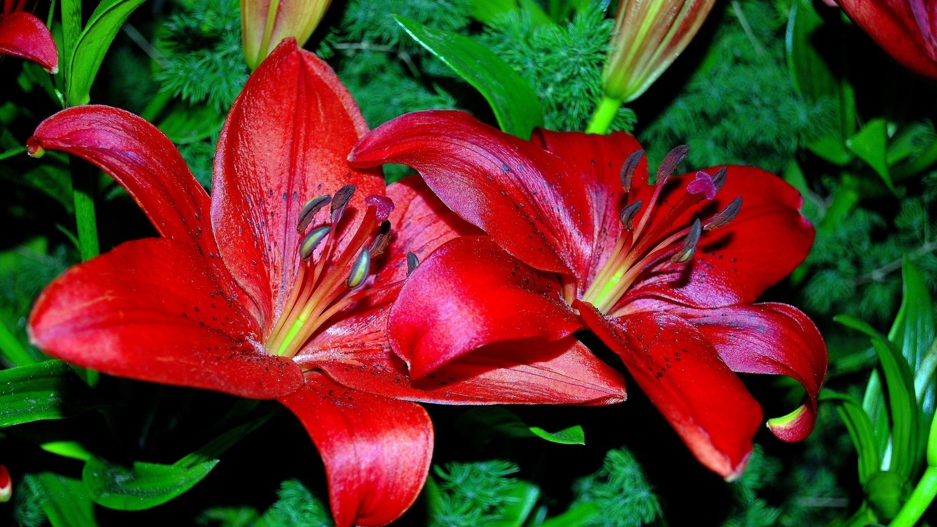 Обои цветы, лепестки, красные, лилии, flowers, petals, red, lily разрешение 2560x1600 Загрузить